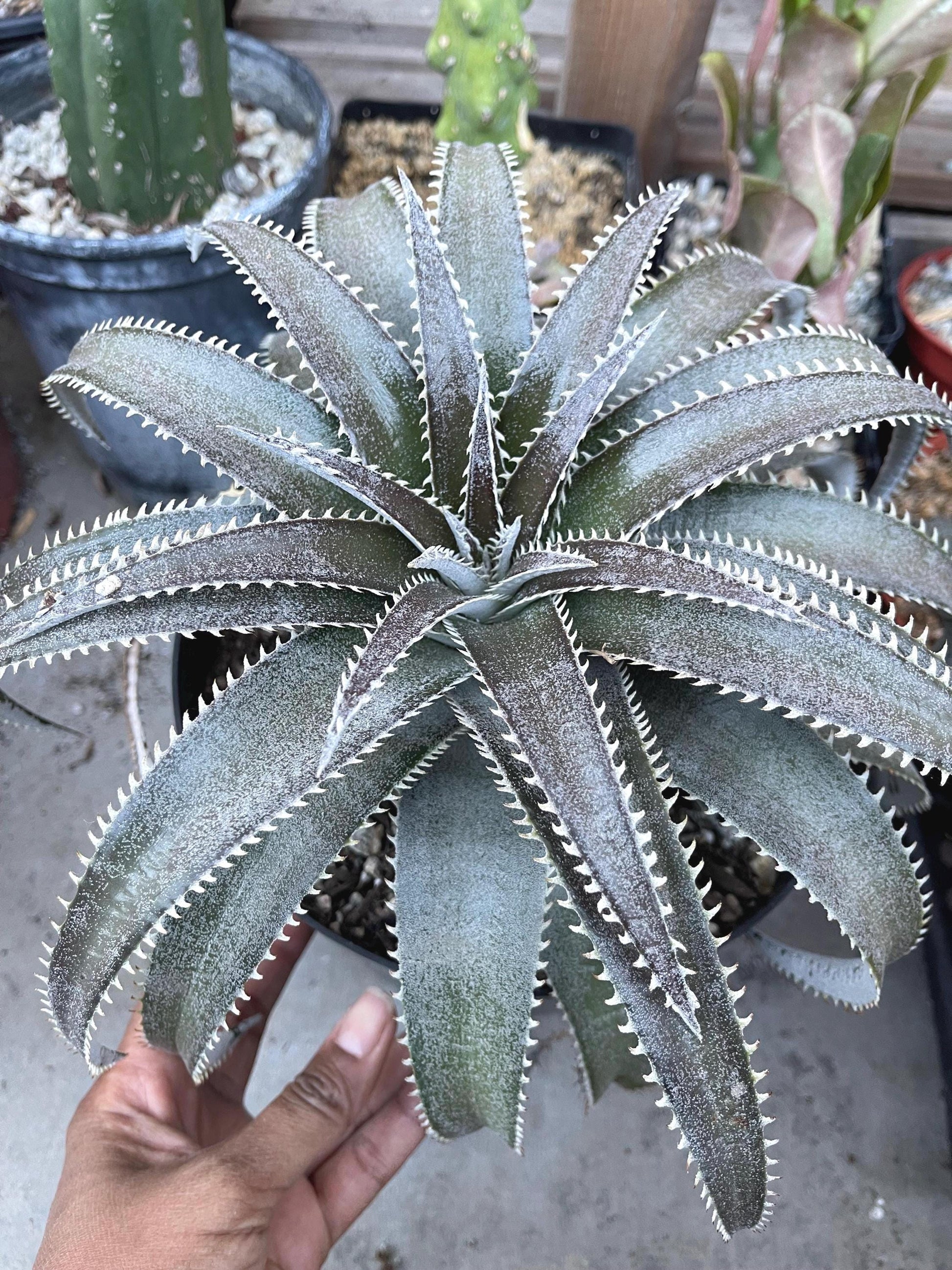 Dyckia Platyphylla | Live Plant | Live Succulent