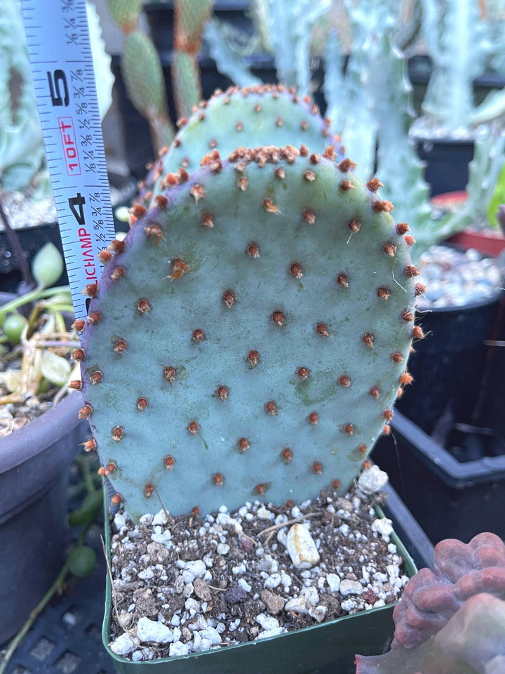 Opuntia “baby rita” | prickly pear cactus | Santa Rita Prickly Pear Cactus | Purple Cactus