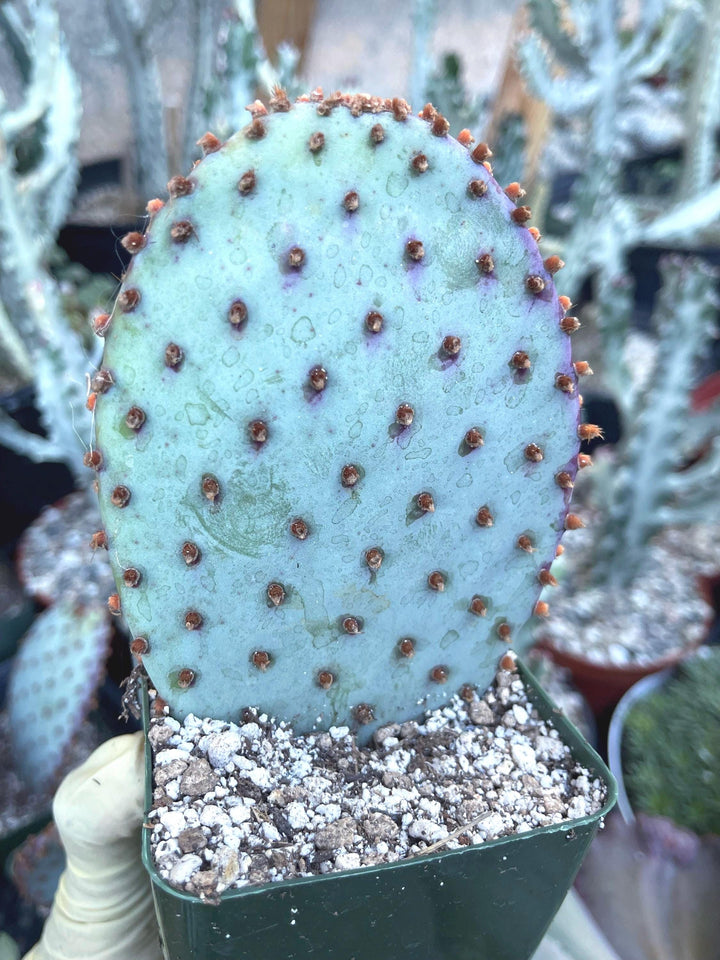 Opuntia “baby rita” | prickly pear cactus | Santa Rita Prickly Pear Cactus | Purple Cactus