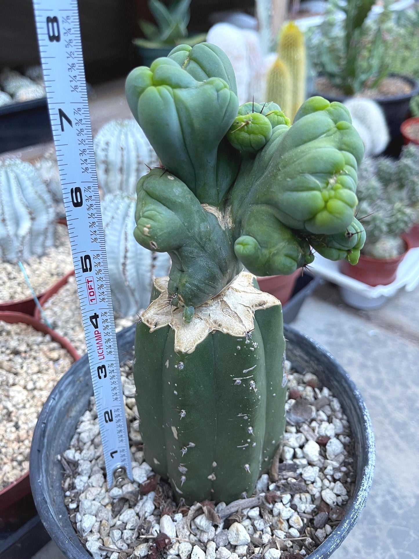 Graft Cactus | Live Plant | Rare Plant | Rare Cactus