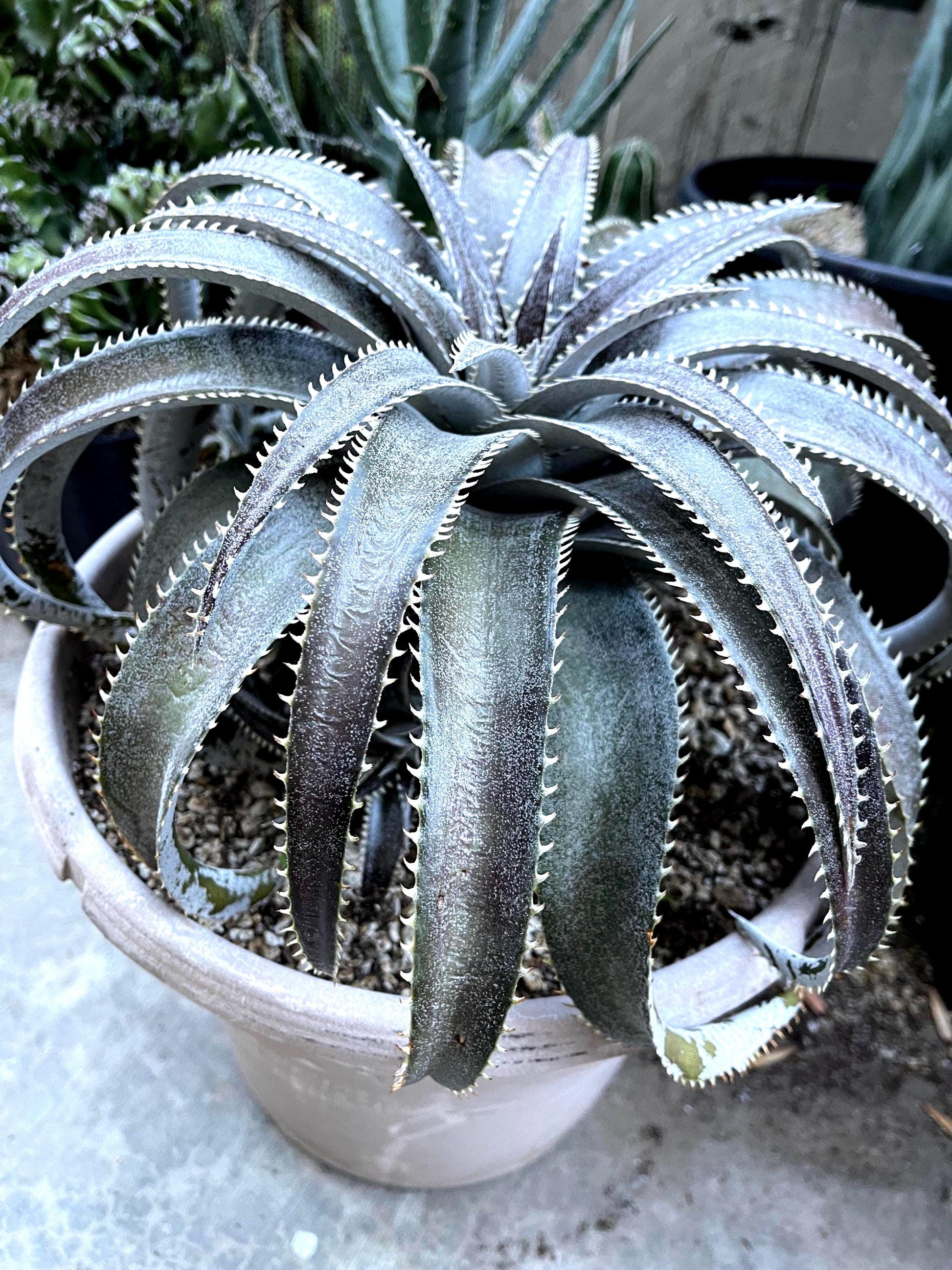 Dyckia Platyphylla | Live Plant | Live Succulent