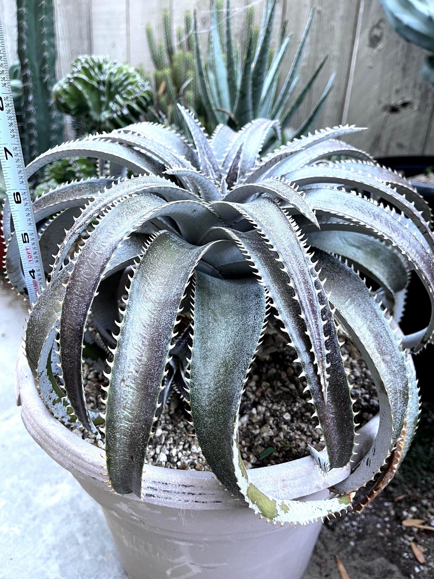 Dyckia Platyphylla | Live Plant | Live Succulent