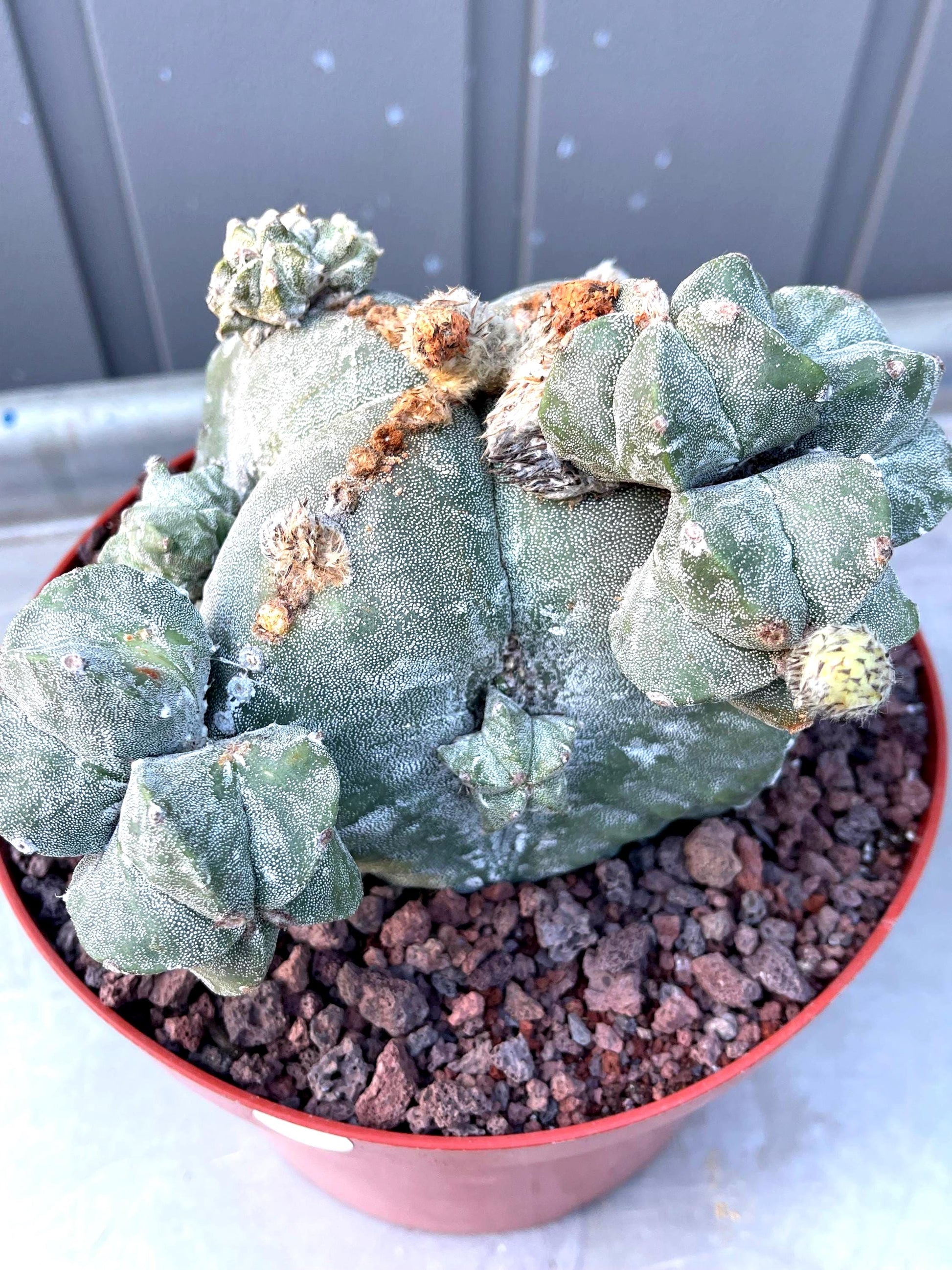 Large Astrophytum with pups | Rare Cactus | Live Plant