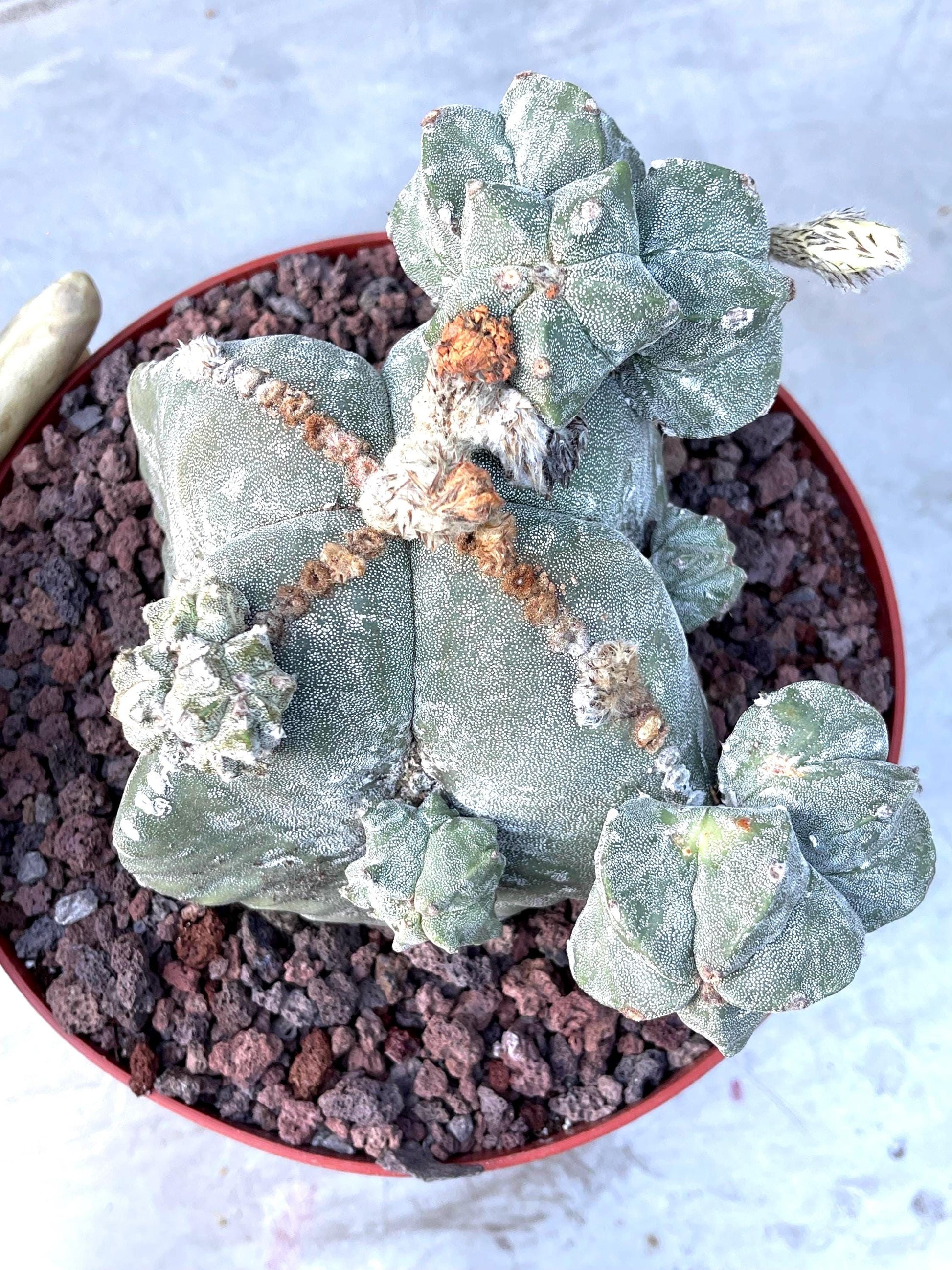 Large Astrophytum with pups | Rare Cactus | Live Plant