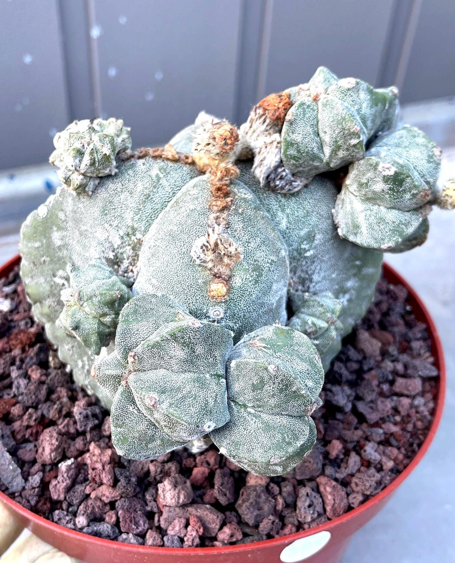 Large Astrophytum with pups | Rare Cactus | Live Plant