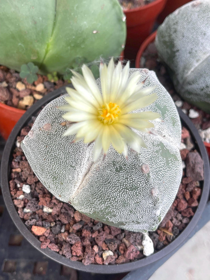 3 Ribs Astrophytum Myriostigma | Tricostatum | Live Cactus | Rare Plant