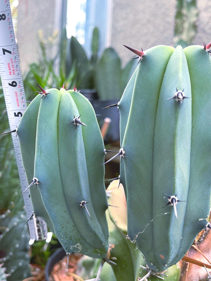 Blue Myrtle Blue Cactus with arms | Blue Candle | Live Cactus