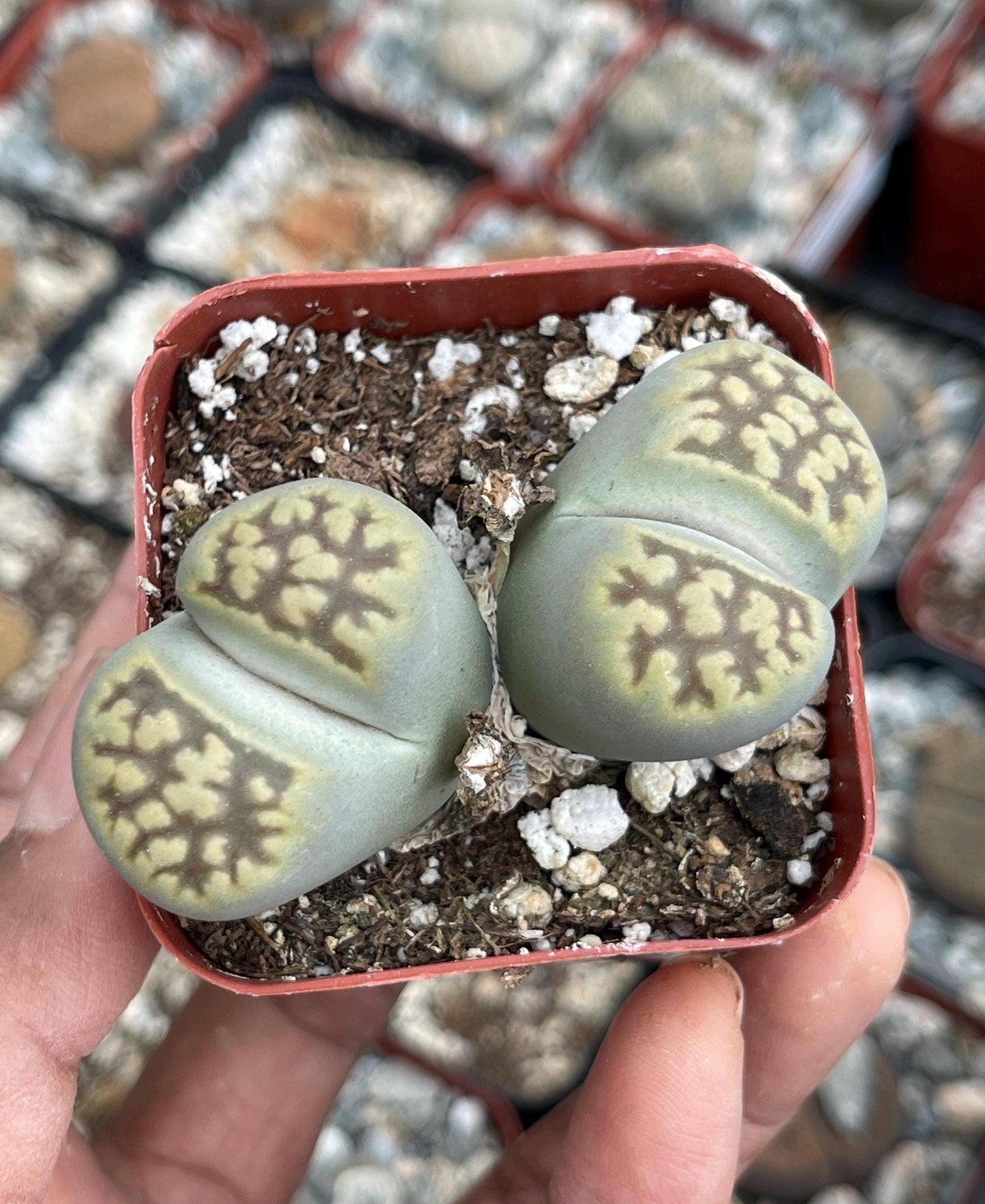 Lithops Living Stone succulent | Live Plant