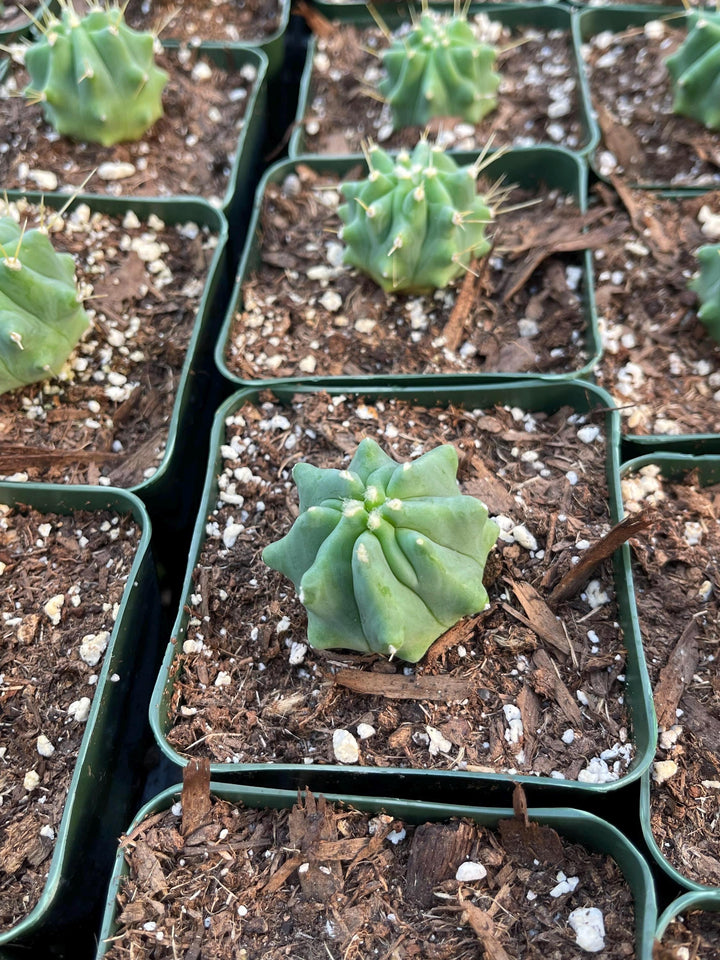 Ferocactus Glaucescens f. Inermis | Rare Cactus