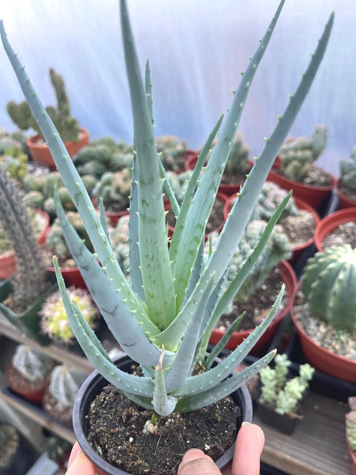 Aloe Blue Elf | Live Plant | Live Aloe