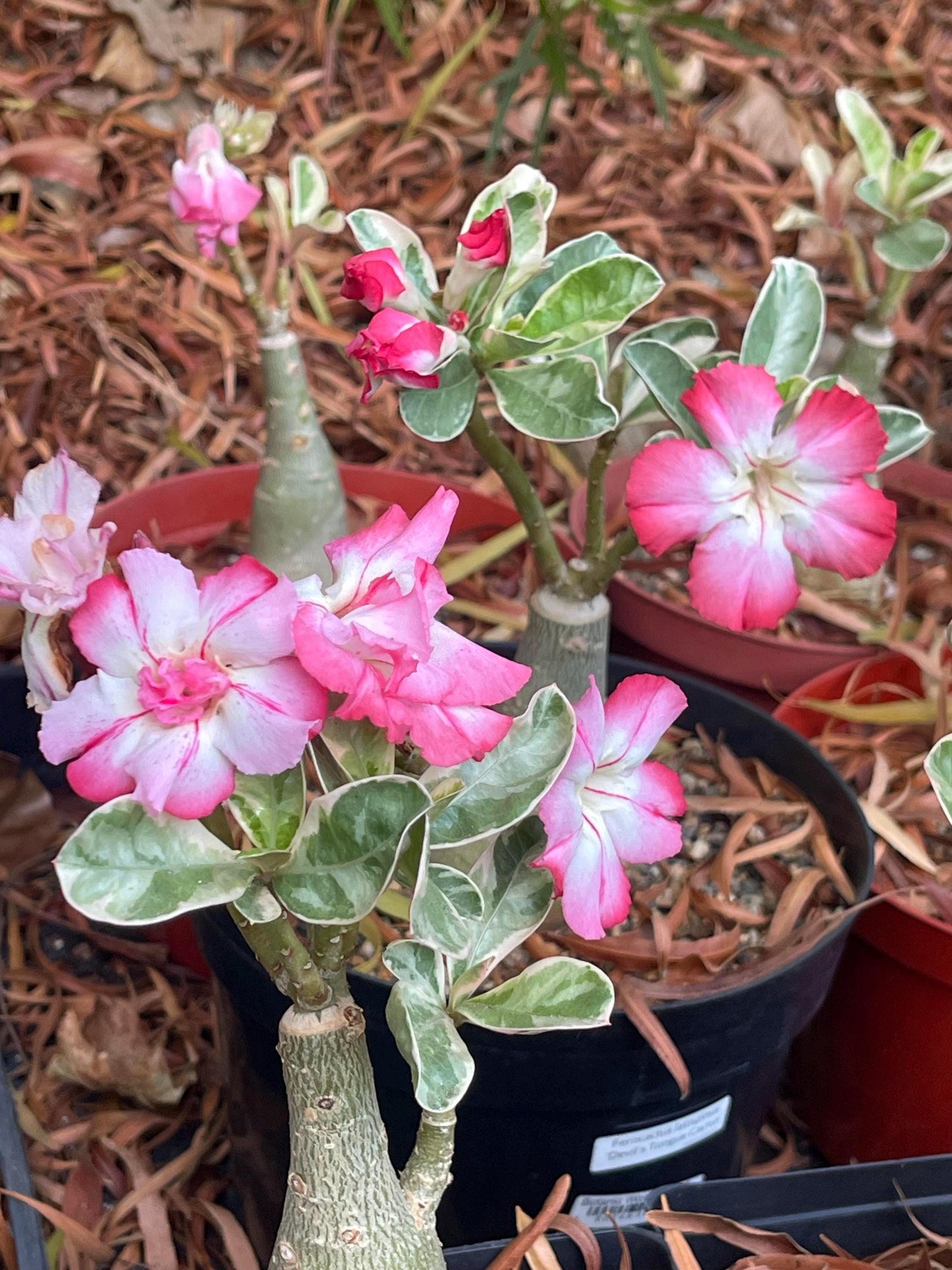 Adenium Obesum | Live plant | Desert Rose