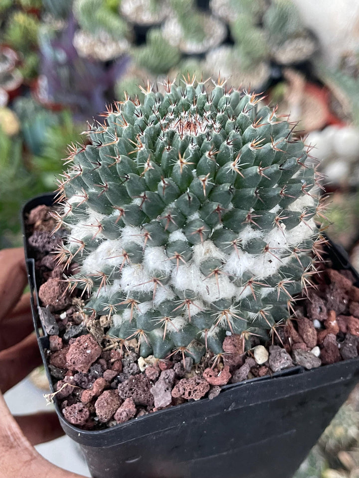 Hairy Mammillaria Cactus | Live Cactus