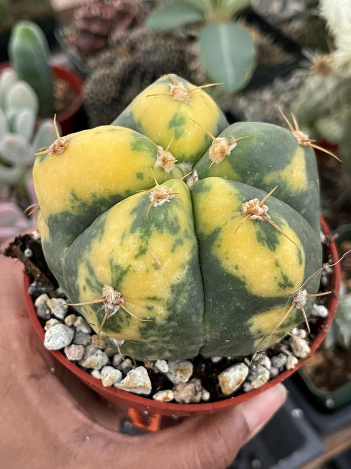 Variegated Gymnocalycium Buenekeri | Rare Cactus | Live Plant