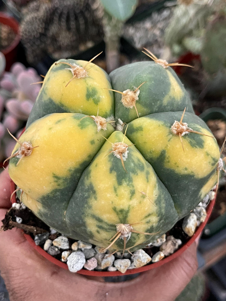 Variegated Gymnocalycium Buenekeri | Rare Cactus | Live Plant