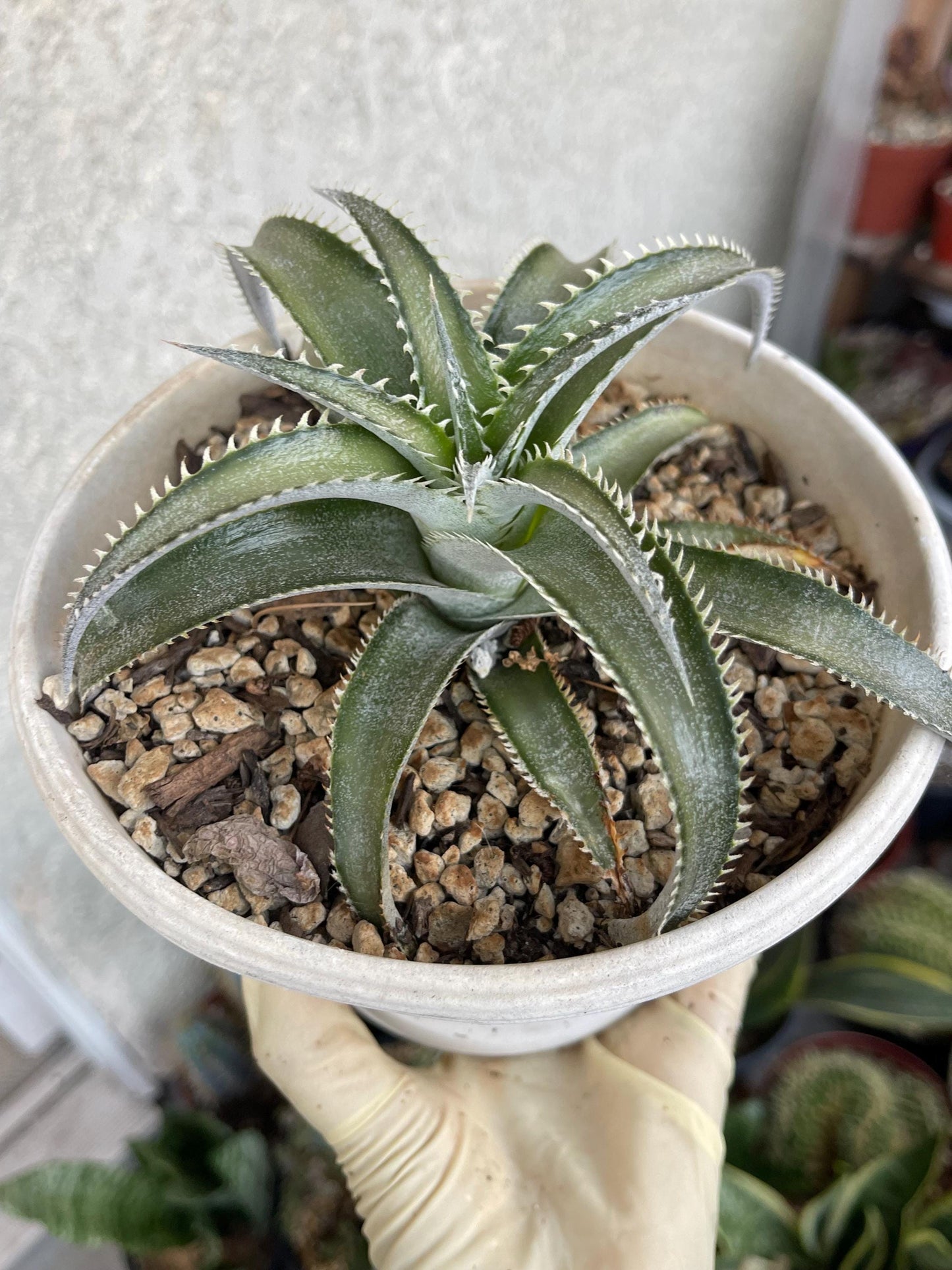 Dyckia Platyphylla | Live Plant | Live Succulent