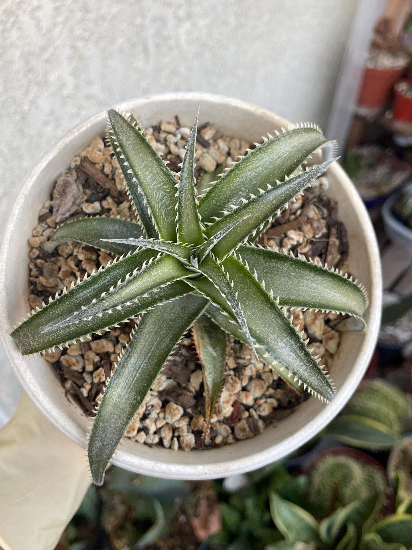 Dyckia Platyphylla | Live Plant | Live Succulent