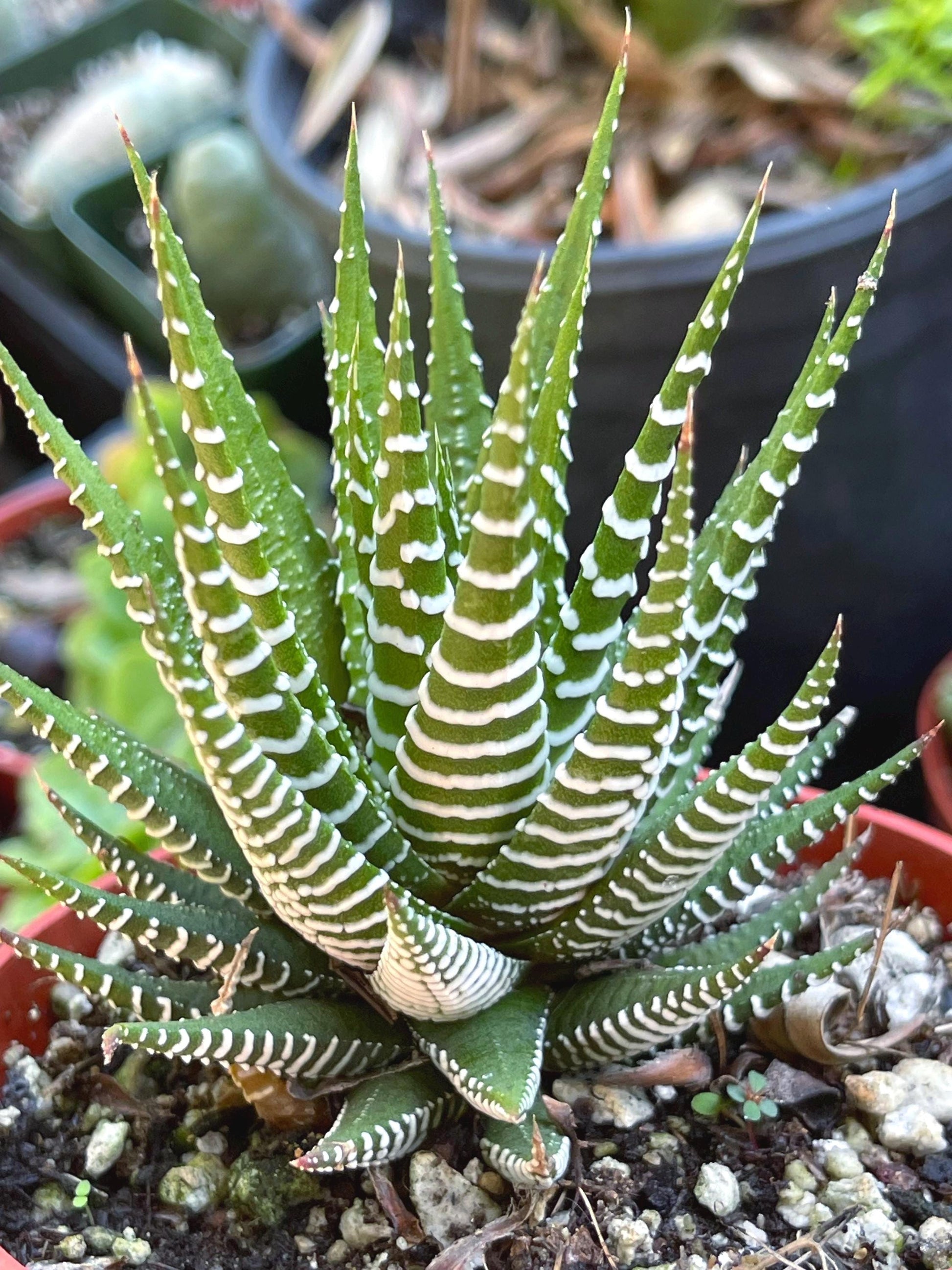 Zebra Haworthia | Live Succulent | Succulent | Cactus