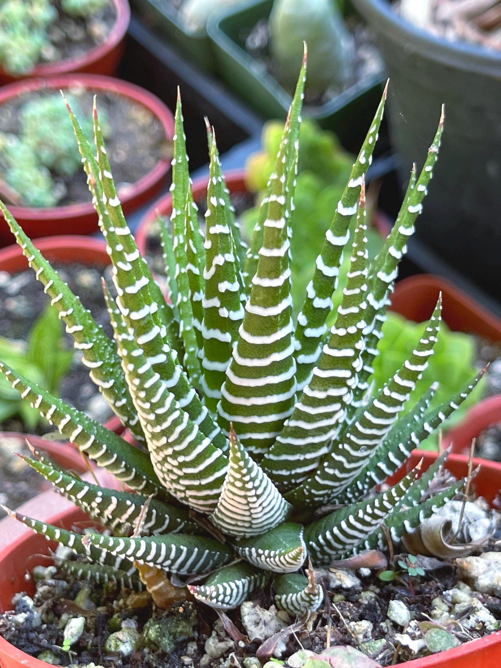 Zebra Haworthia | Live Succulent | Succulent | Cactus