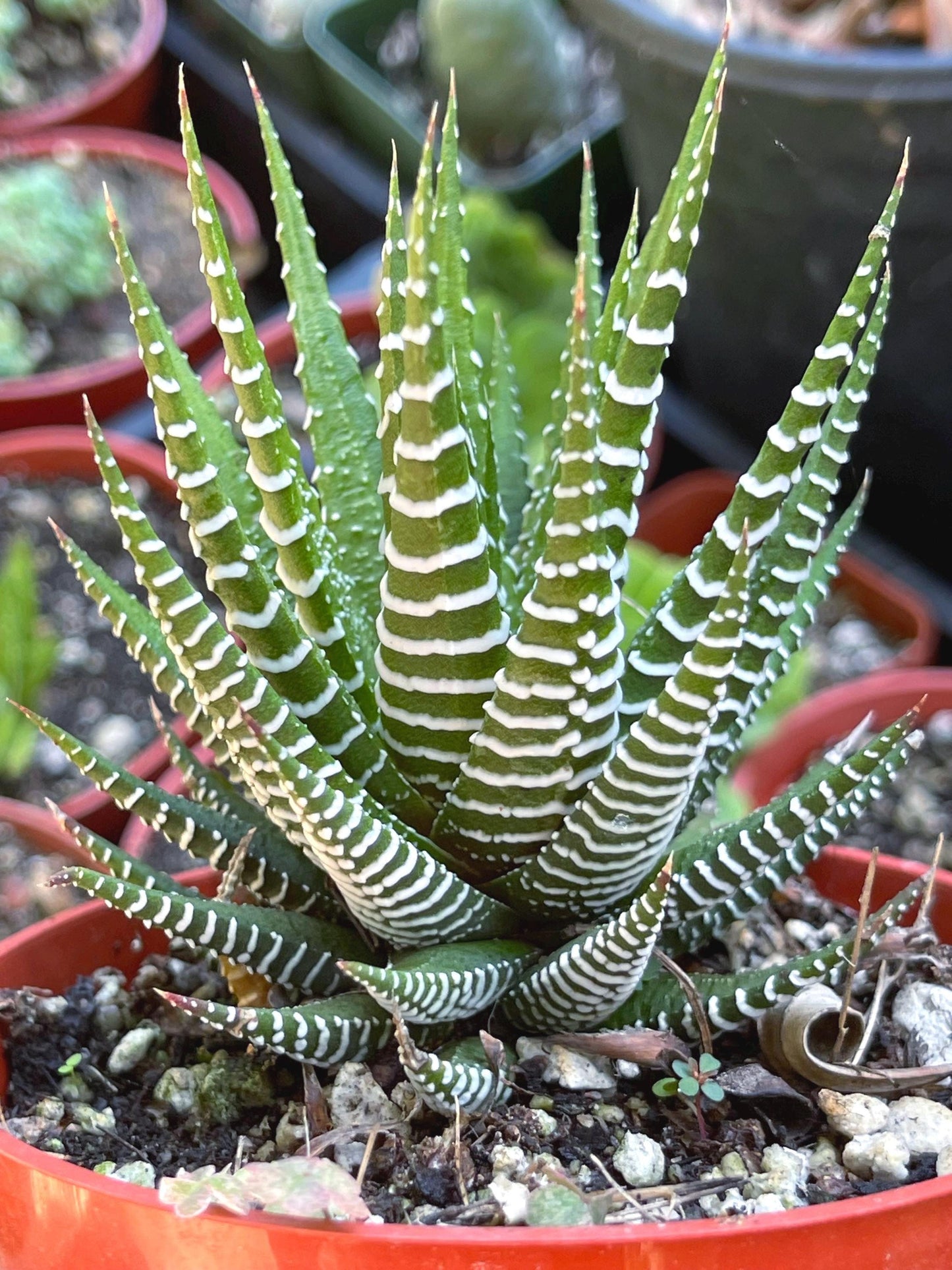 Zebra Haworthia | Live Succulent | Succulent | Cactus