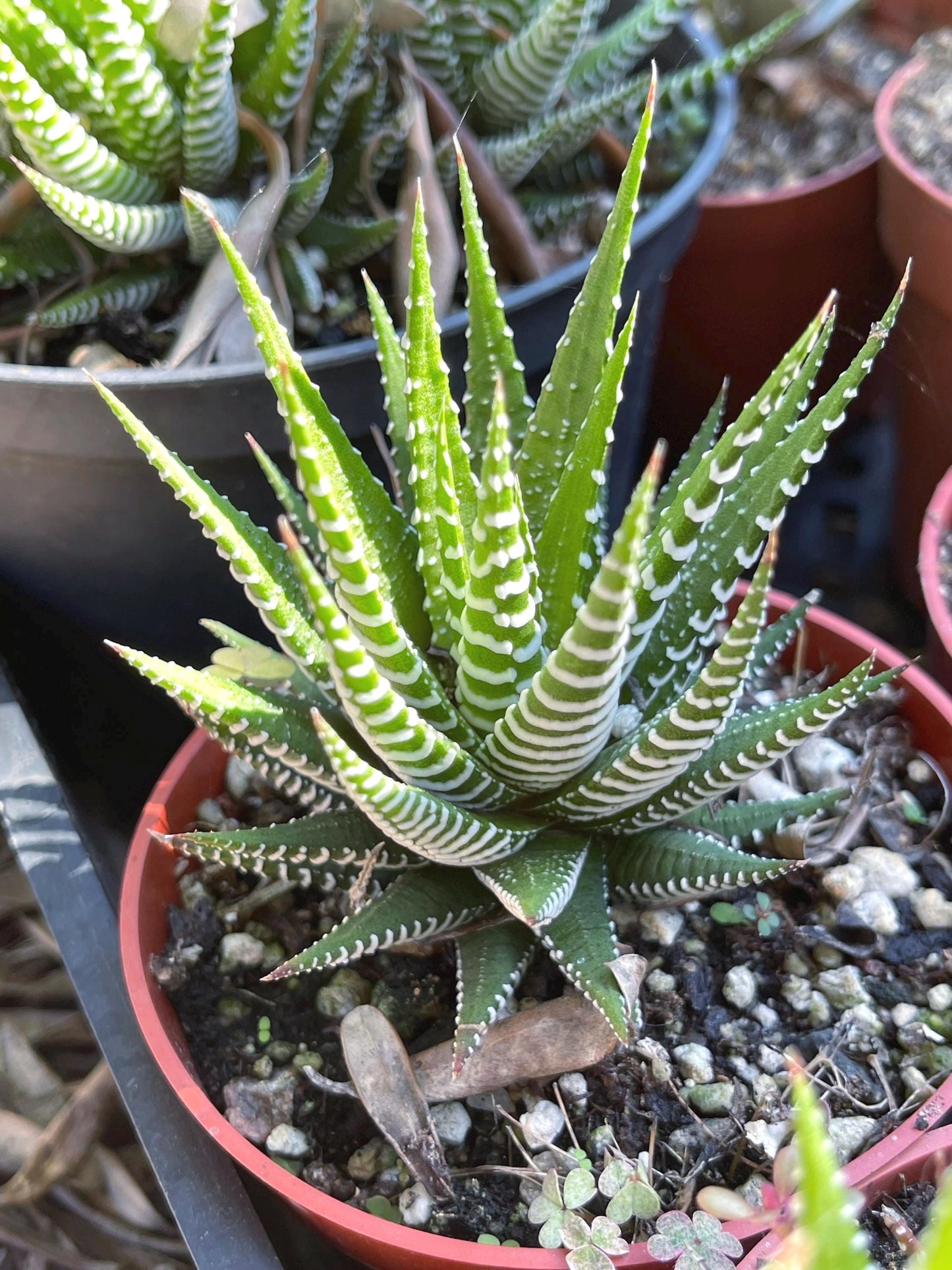 Zebra Haworthia | Live Succulent | Succulent | Cactus