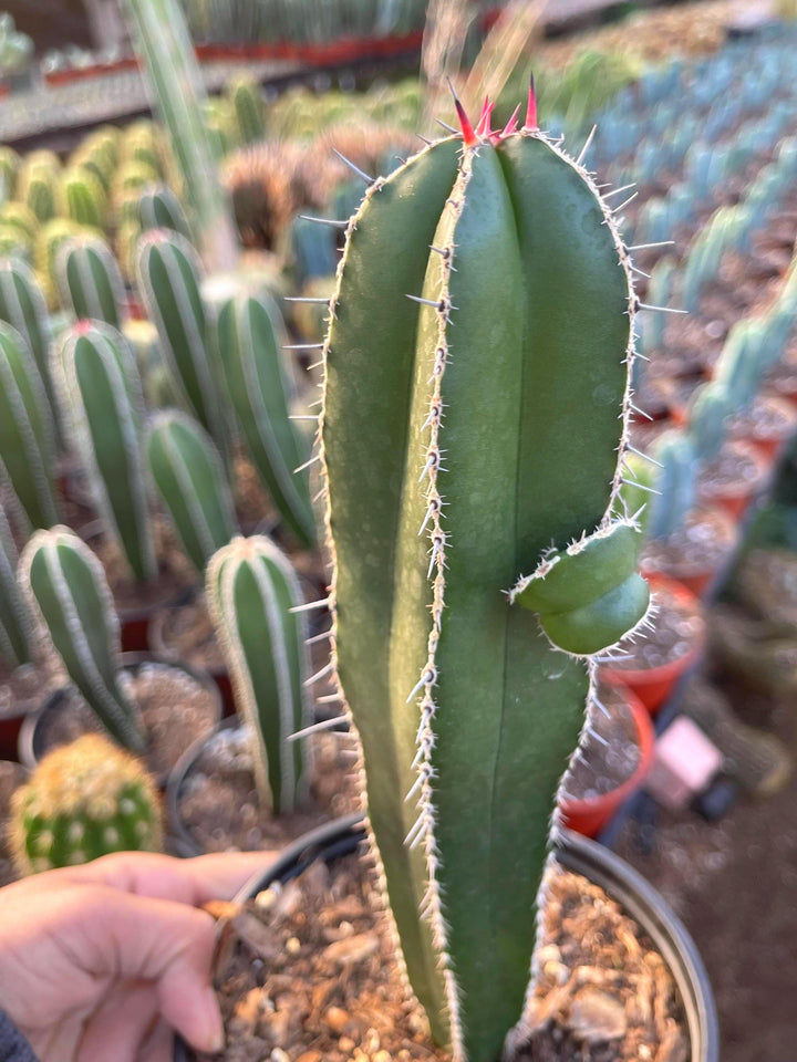 Mexican Fence Post | Live Cactus | Live Plant