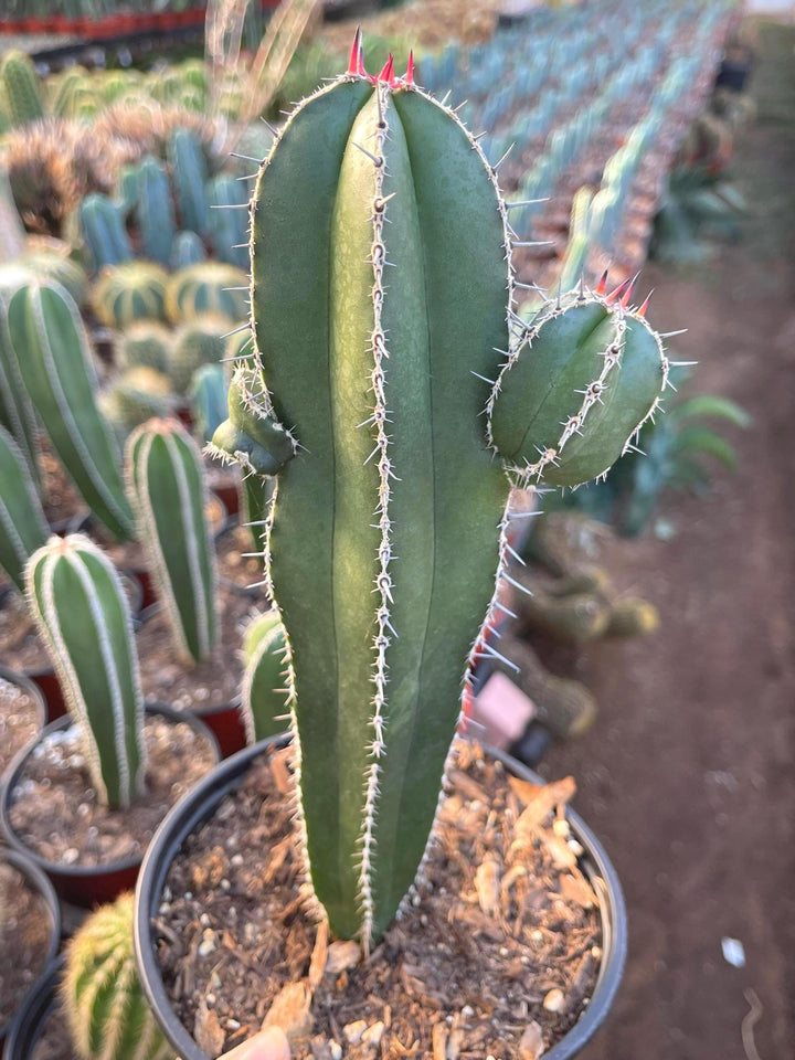 Mexican Fence Post | Live Cactus | Live Plant