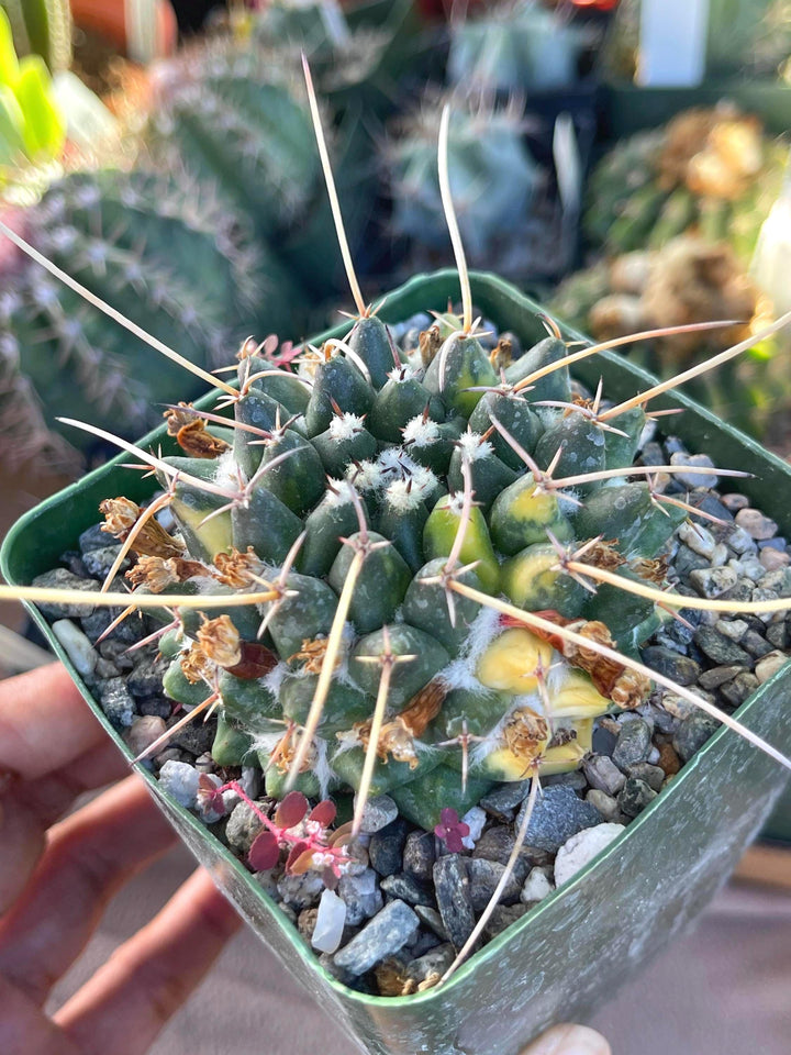 3.5” Variegated Mammillaria Krameria | Live Plant | Live Cactus