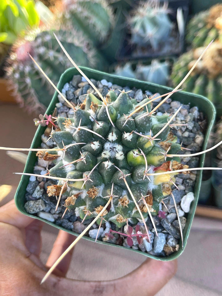 3.5” Variegated Mammillaria Krameria | Live Plant | Live Cactus