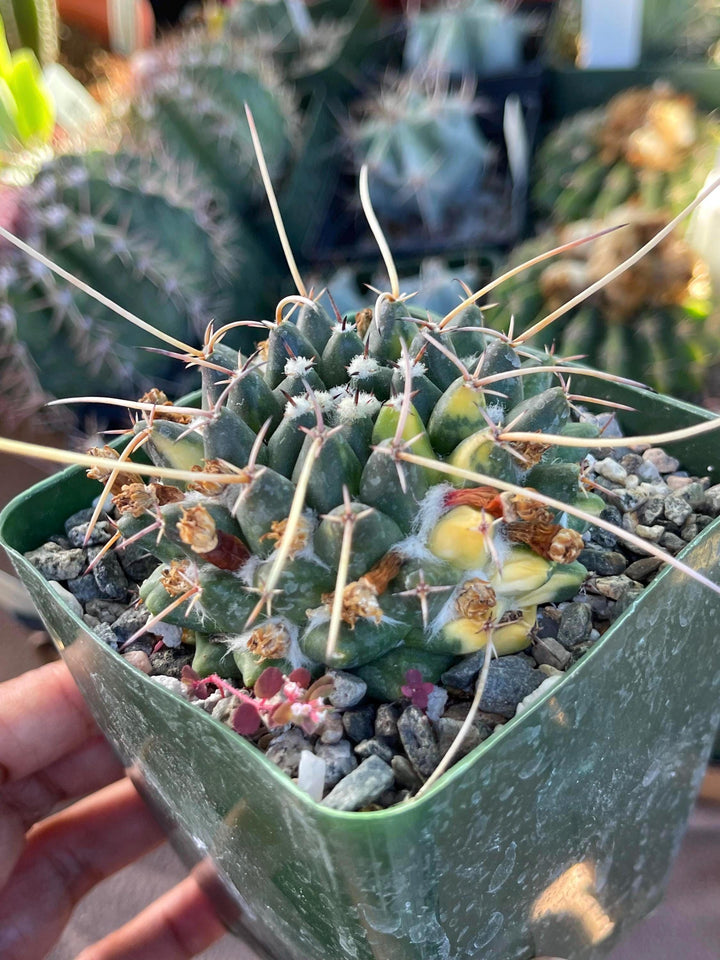 3.5” Variegated Mammillaria Krameria | Live Plant | Live Cactus