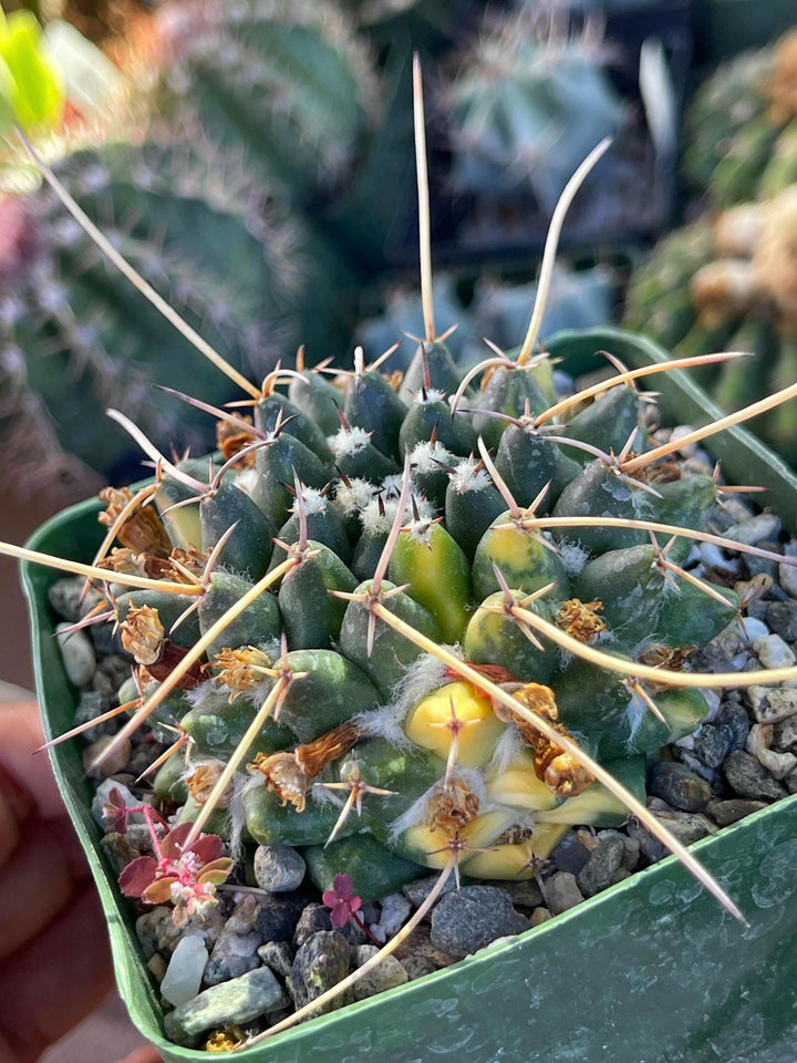 3.5” Variegated Mammillaria Krameria | Live Plant | Live Cactus