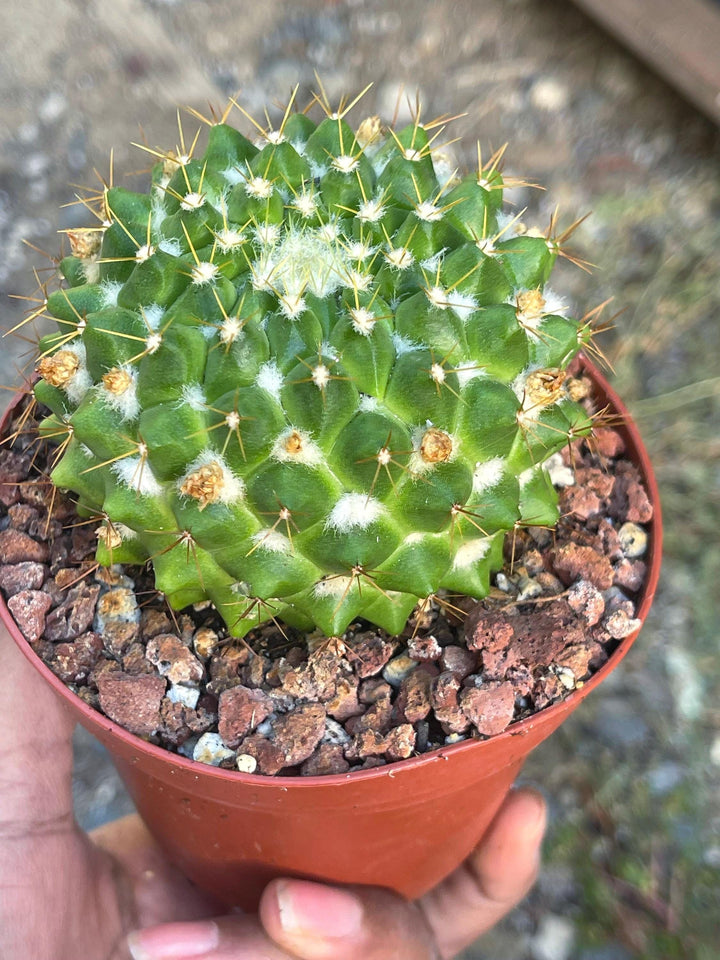 Mammillaria Marksiana | Live Cactus