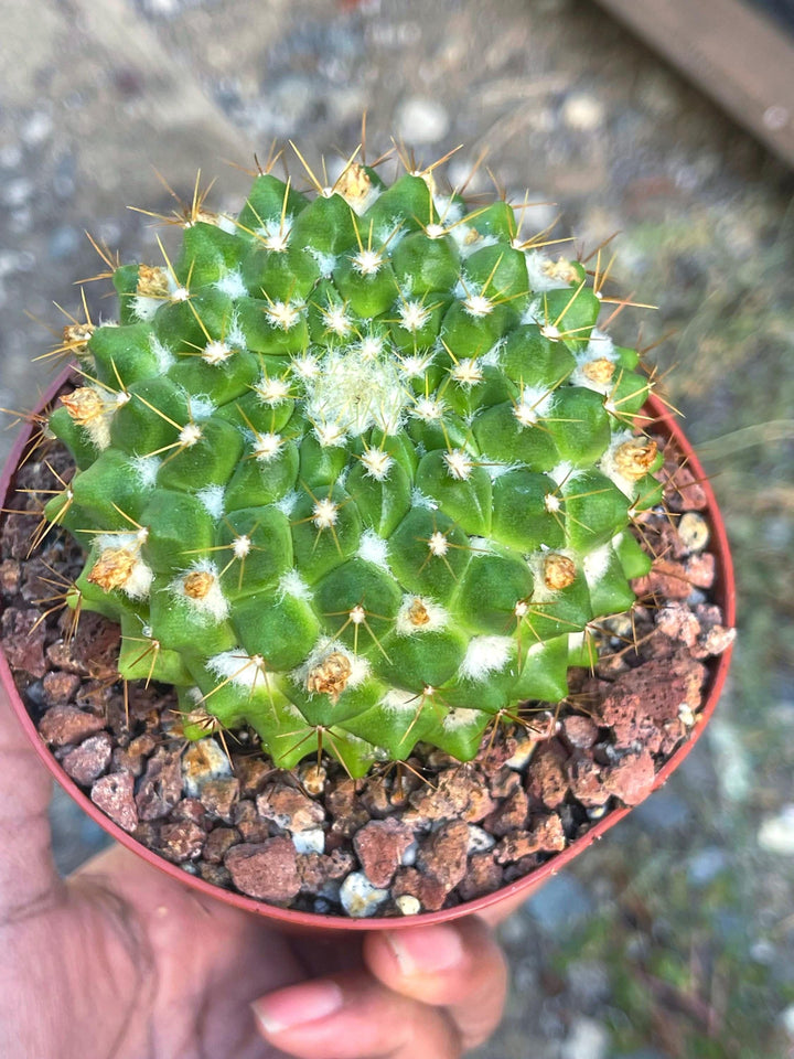 Mammillaria Marksiana | Live Cactus