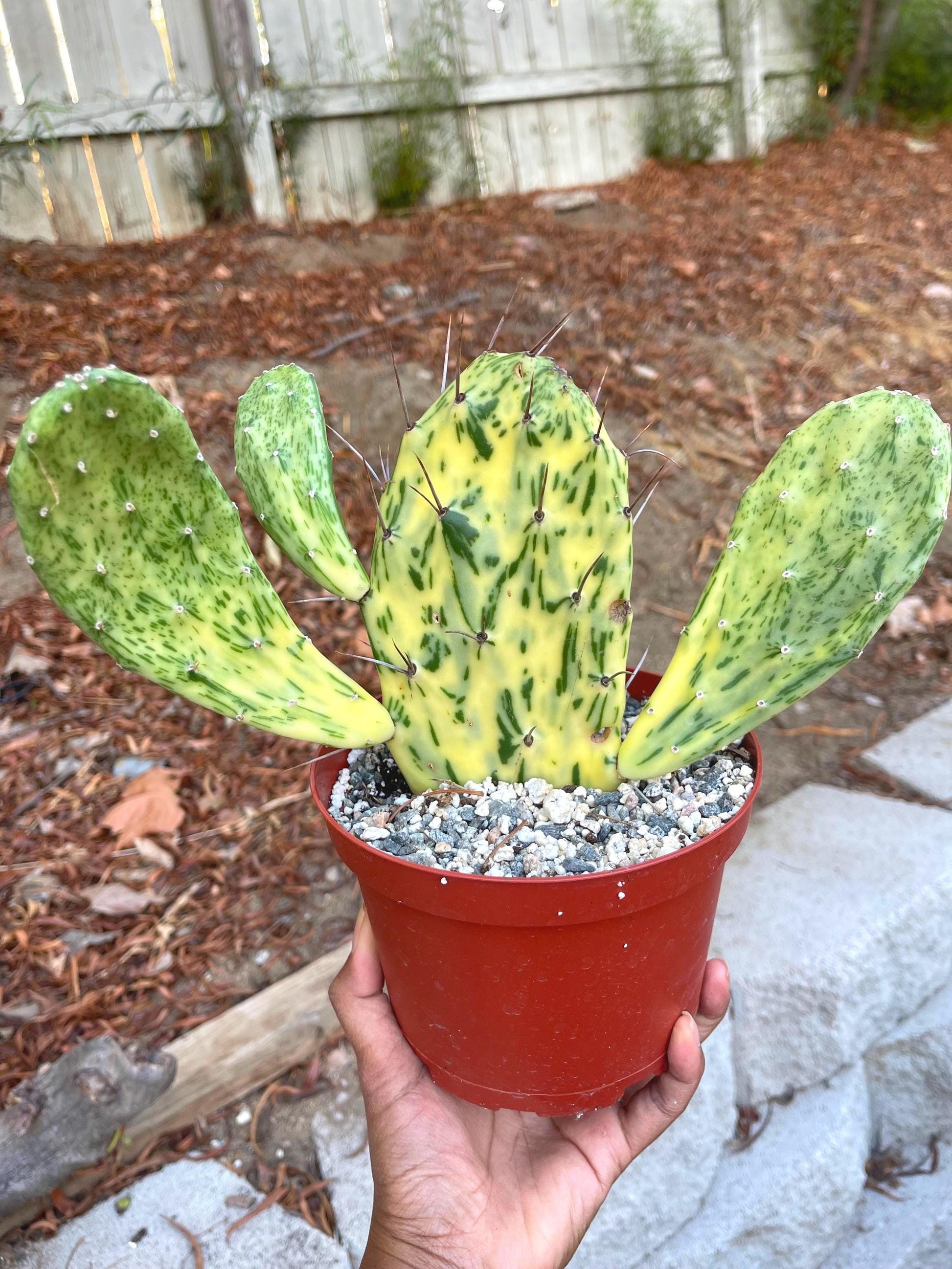 Opuntia Sunburst Variegated Cactus | Live Plant