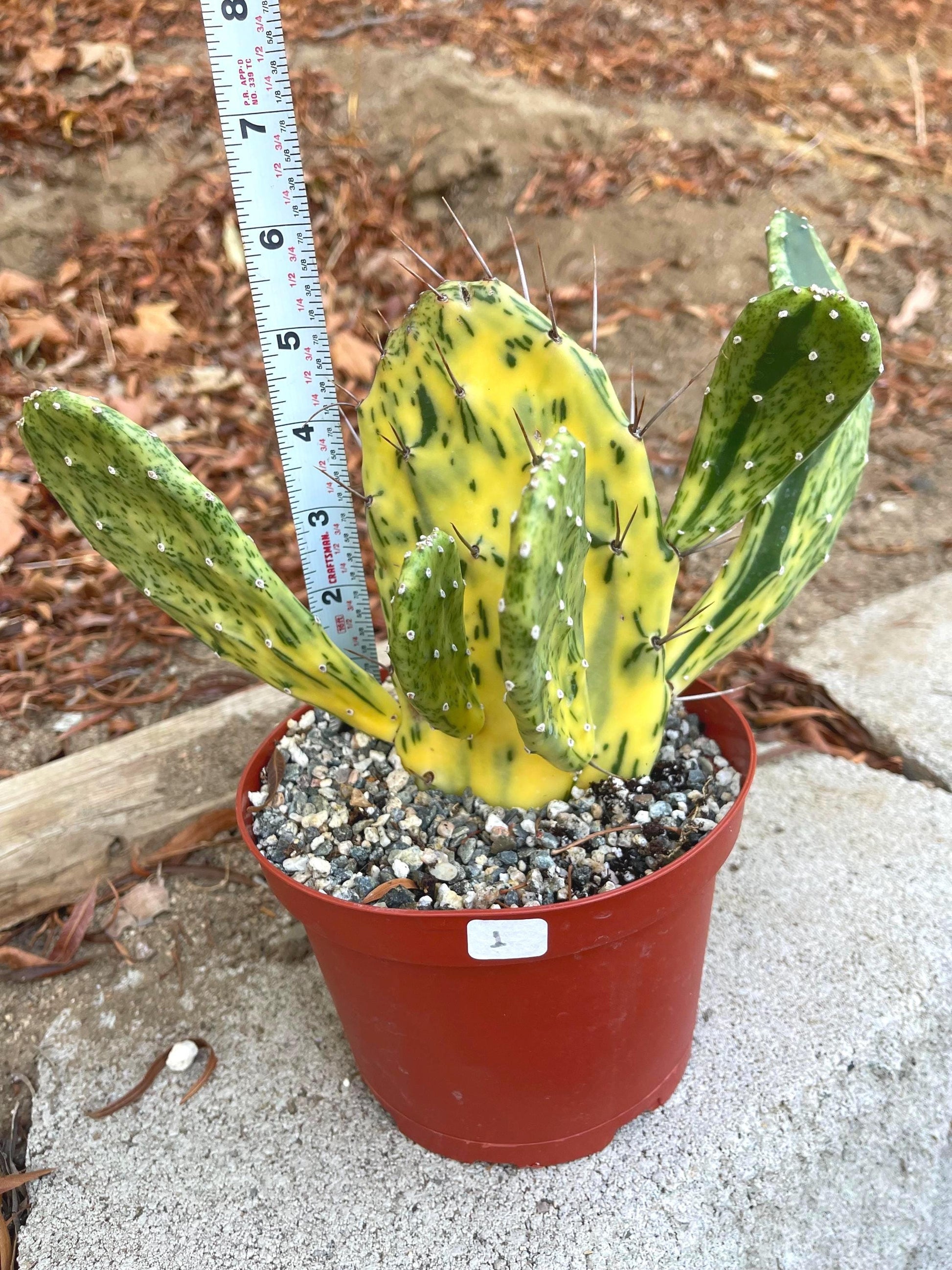 Opuntia Sunburst Variegated Cactus | Live Plant