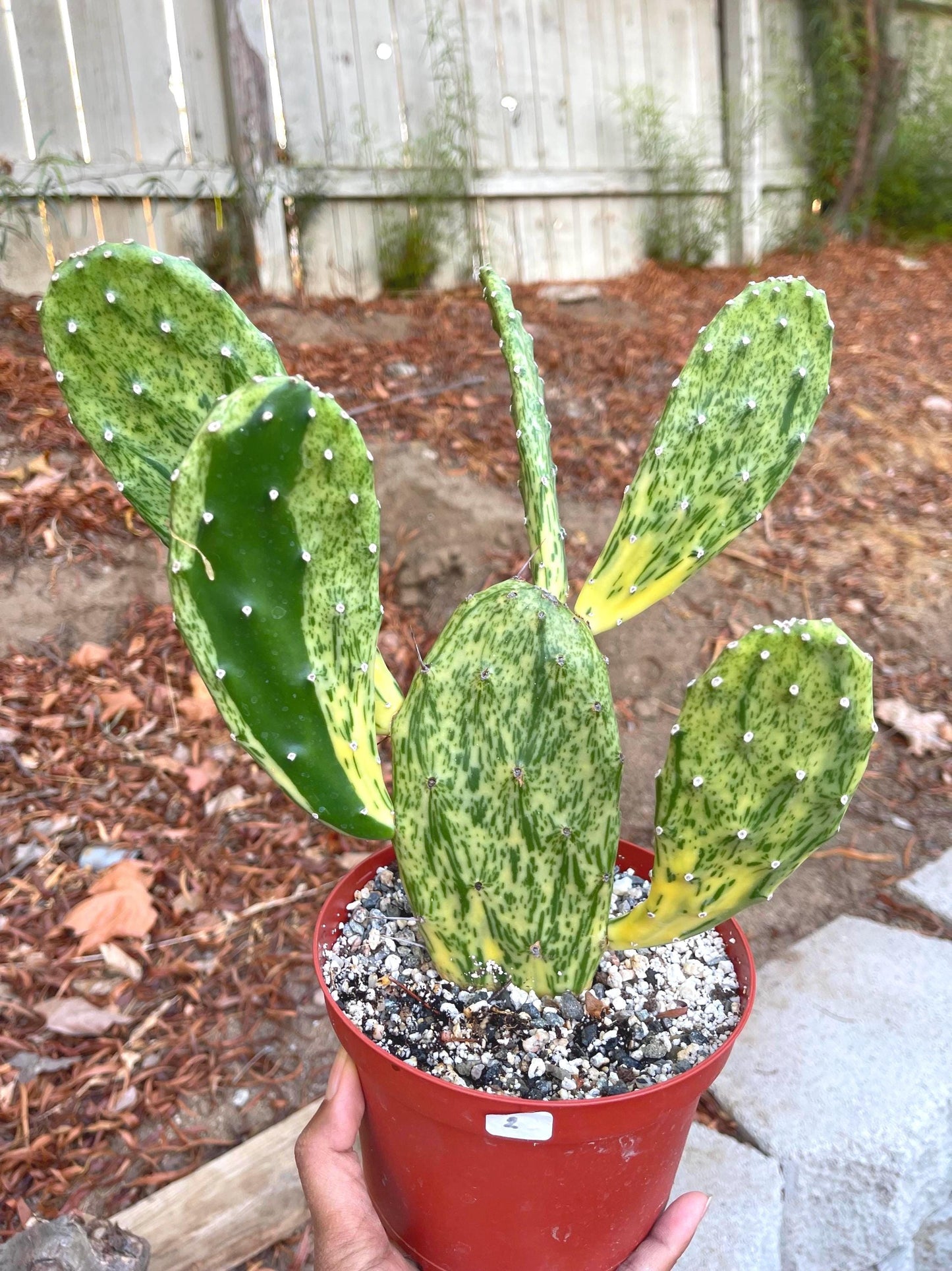 Opuntia Sunburst Variegated Cactus | Live Plant