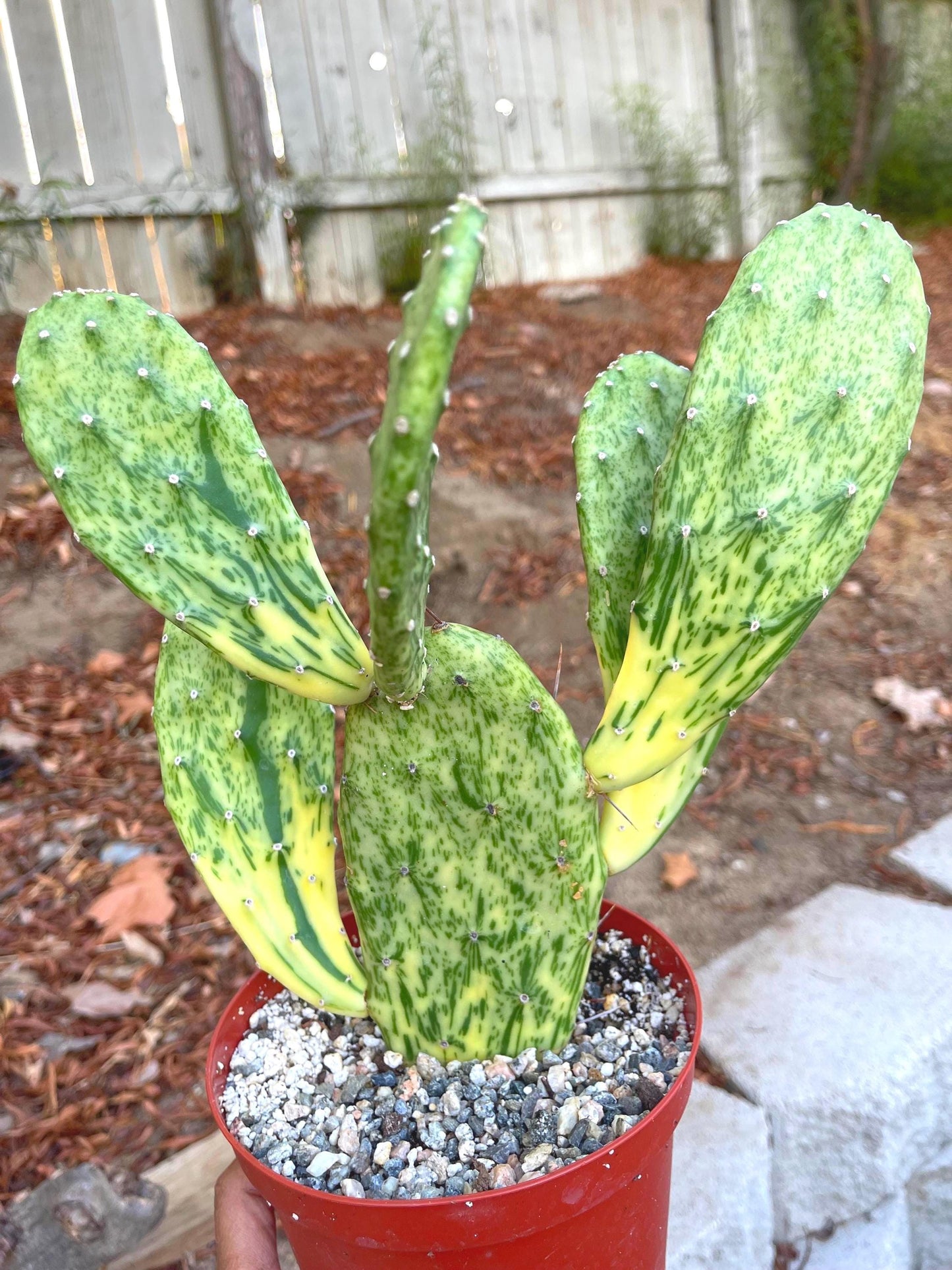 Opuntia Sunburst Variegated Cactus | Live Plant