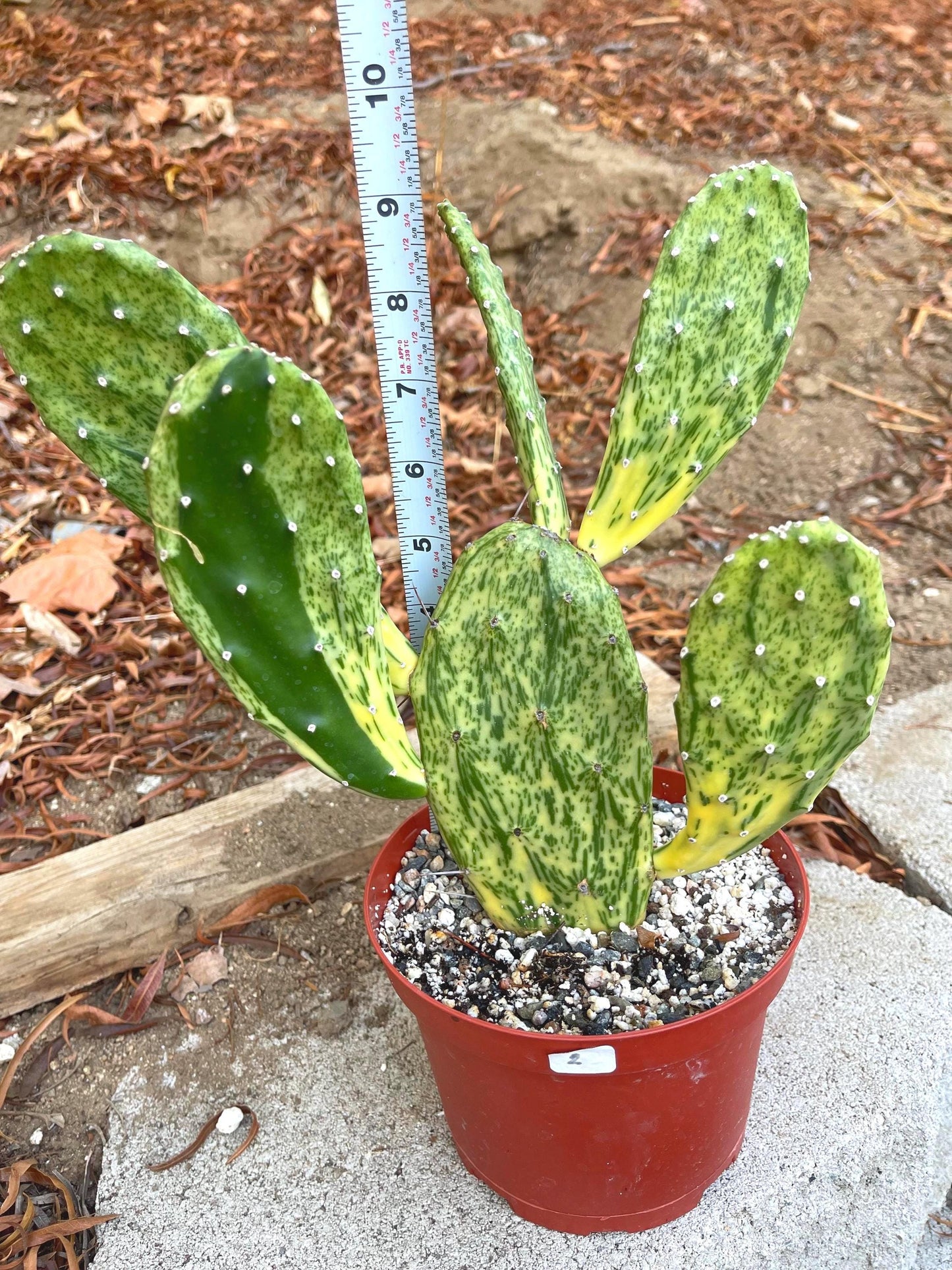 Opuntia Sunburst Variegated Cactus | Live Plant