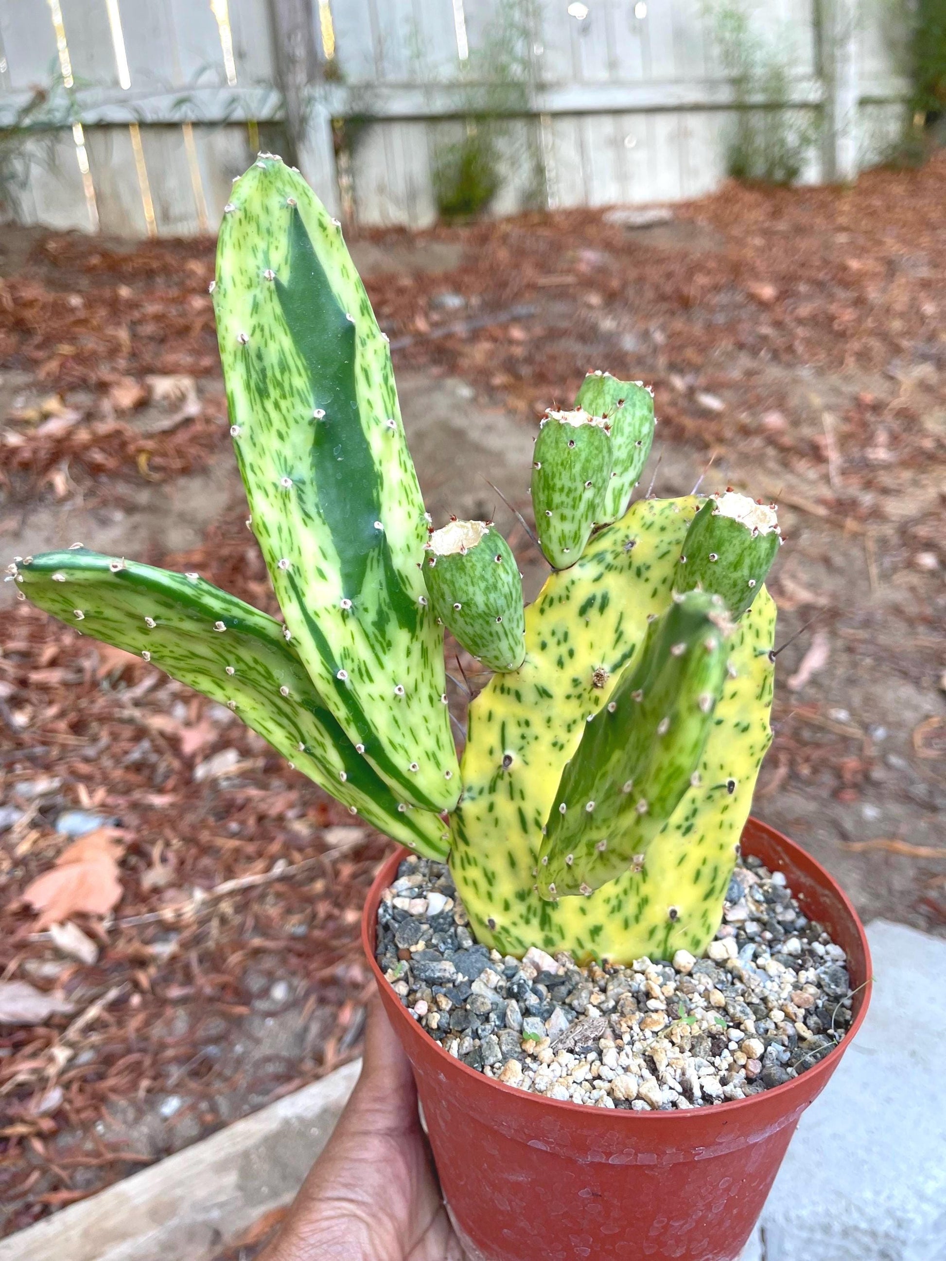 Opuntia Sunburst Variegated Cactus | Live Plant