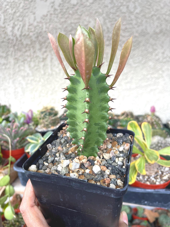 Euphorbia Trigona | Royal Red | Rubra | Good Luck Cactus | Live Succulent Plant | Rare Cactus | Sold Individual