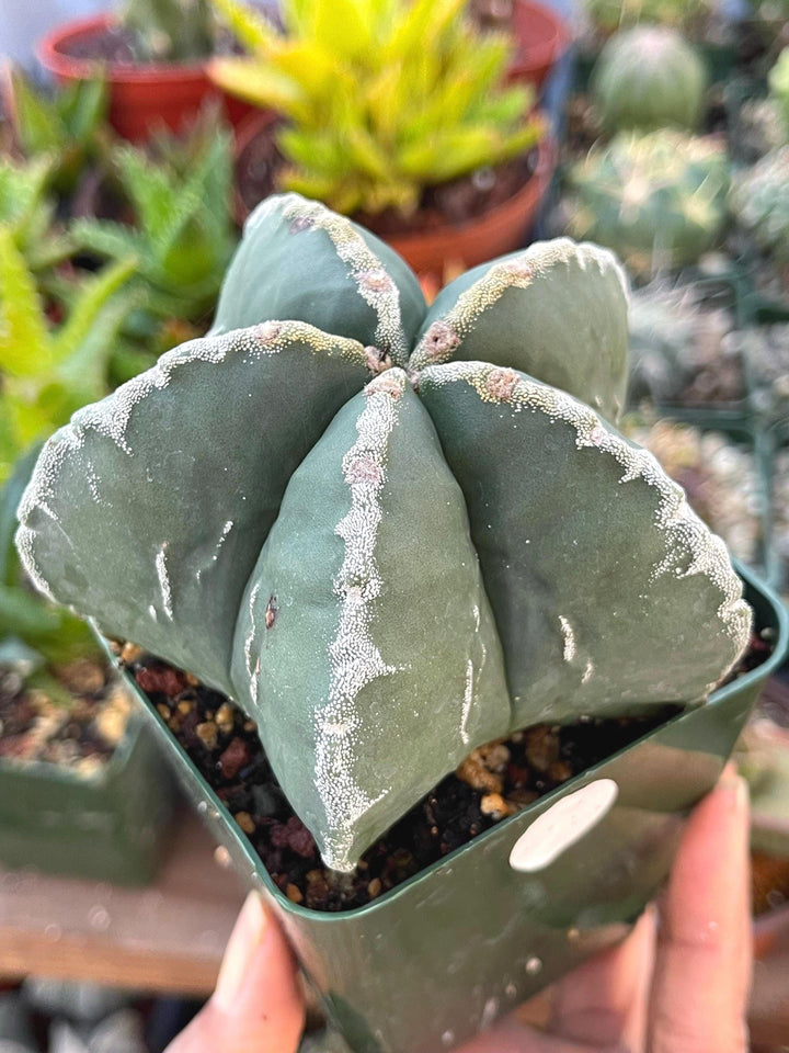 5 White Ribs Astrophytum | Live Cactus | Rare Cactus