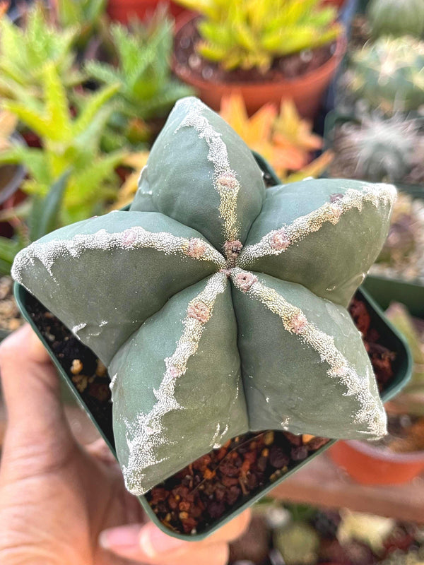 5 White Ribs Astrophytum | Live Cactus | Rare Cactus