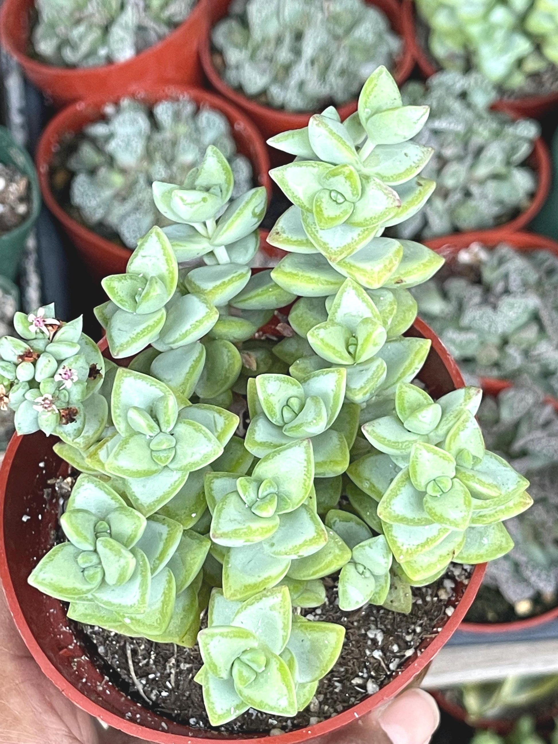 Crassula Rupestris ‘Rosary vine’ | Live Plant | Live Succulent