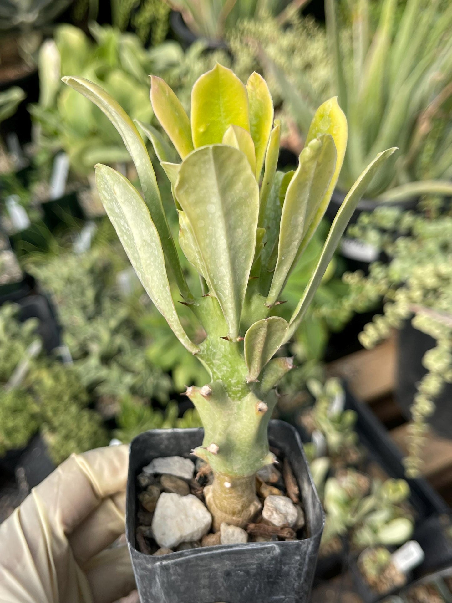 Euphorbia Royleana | Live Euphorbia | Rare plant