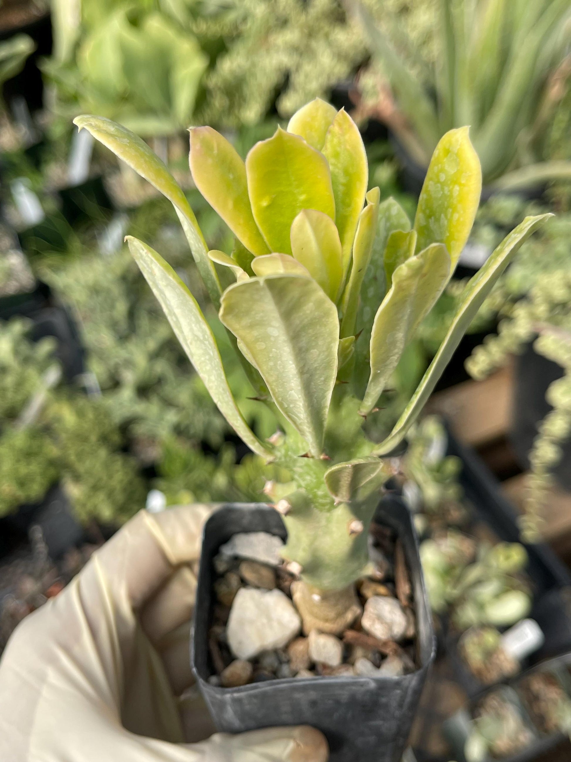 Euphorbia Royleana | Live Euphorbia | Rare plant