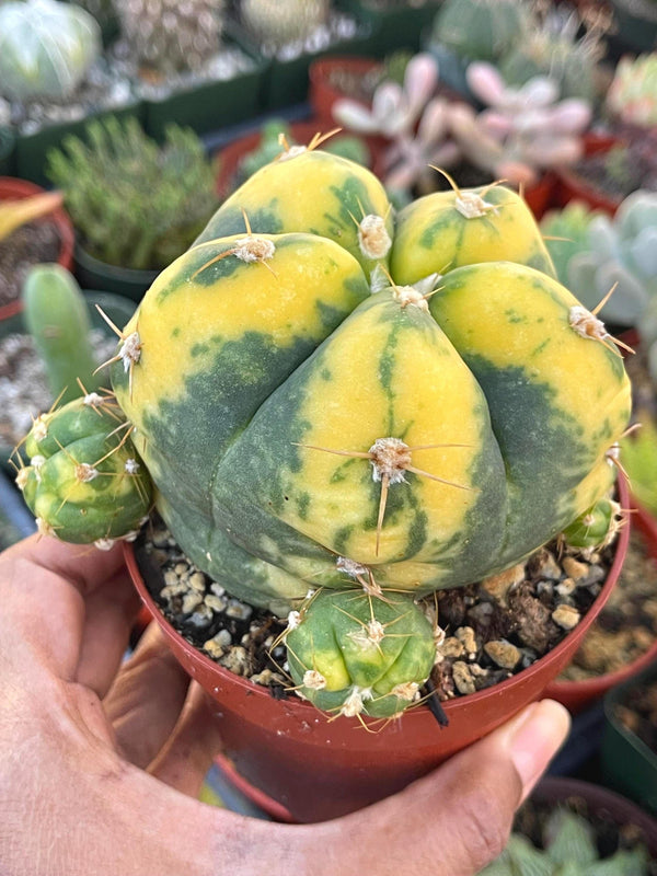 Variegated Gymnocalycium Buenekeri | Rare Cactus | Live Plant