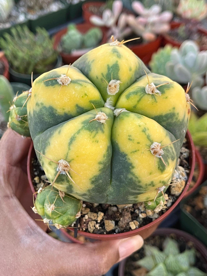 Variegated Gymnocalycium Buenekeri | Rare Cactus | Live Plant