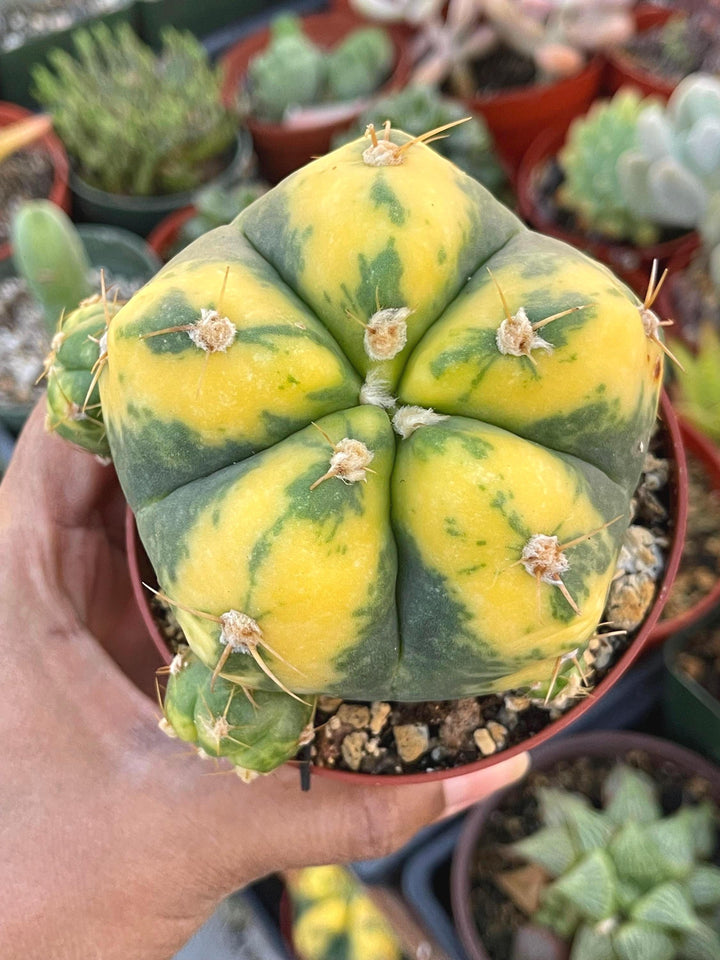 Variegated Gymnocalycium Buenekeri | Rare Cactus | Live Plant