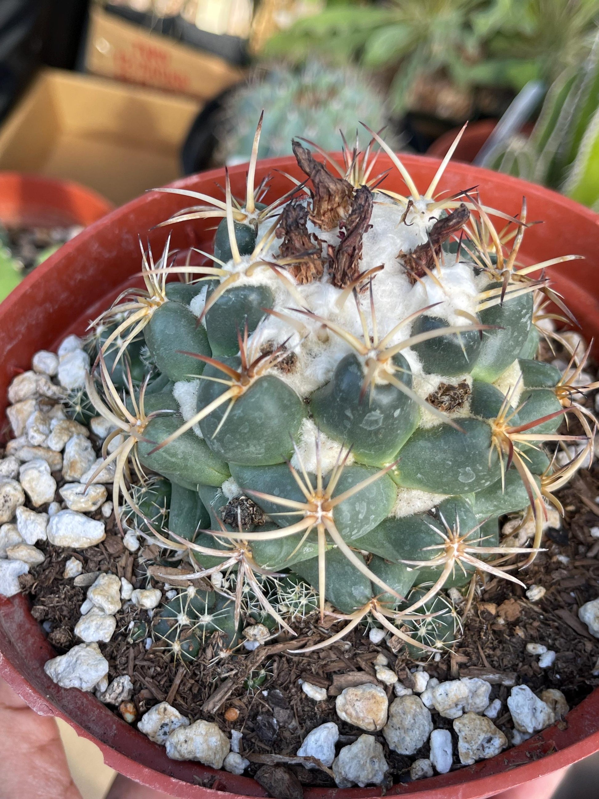 6” Coryphantha Elephantidens | Live Cactus