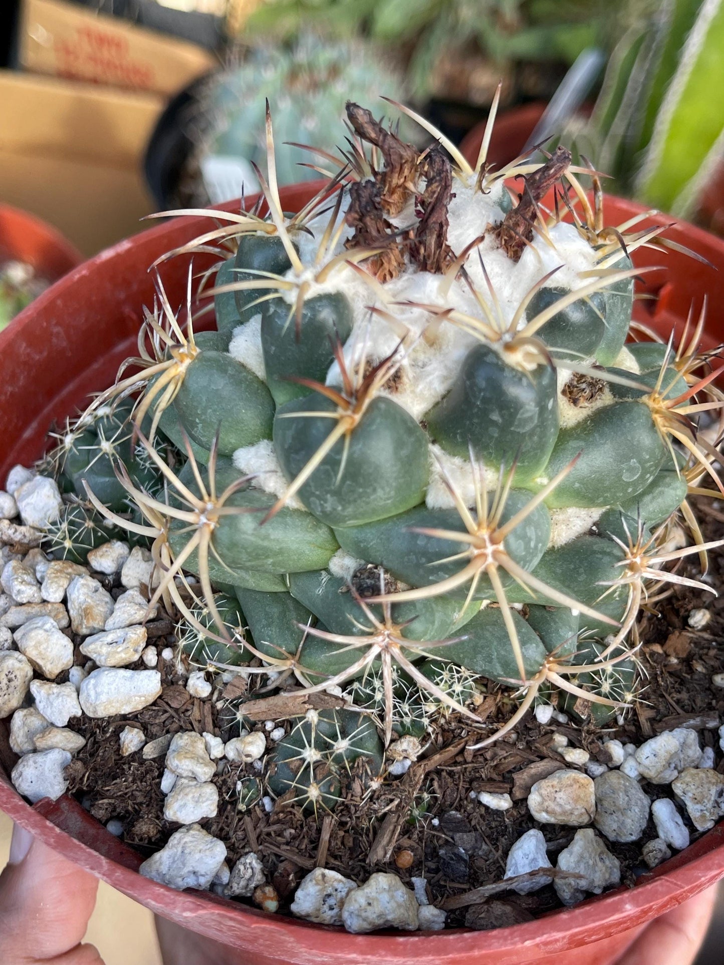 6” Coryphantha Elephantidens | Live Cactus