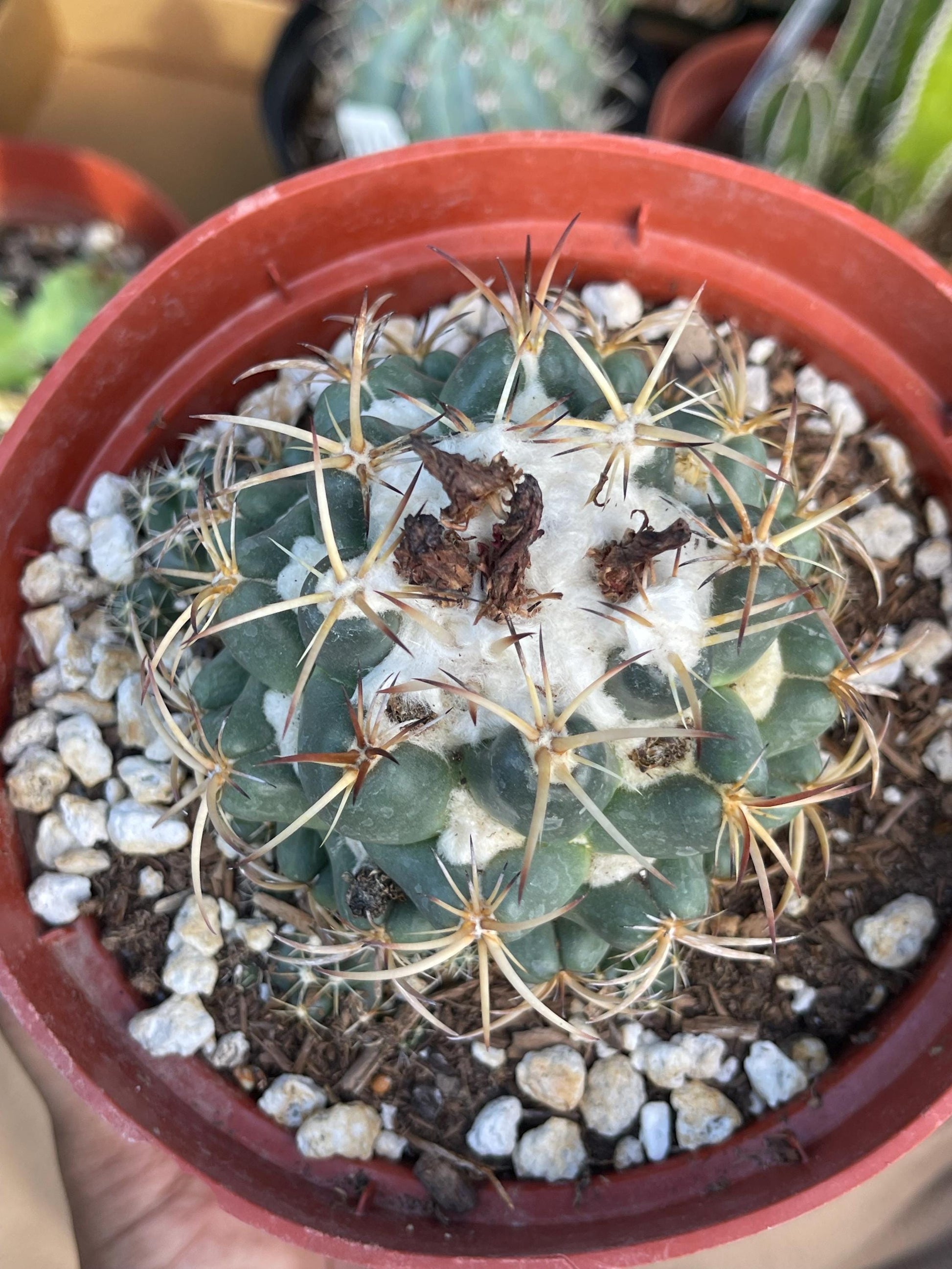 6” Coryphantha Elephantidens | Live Cactus